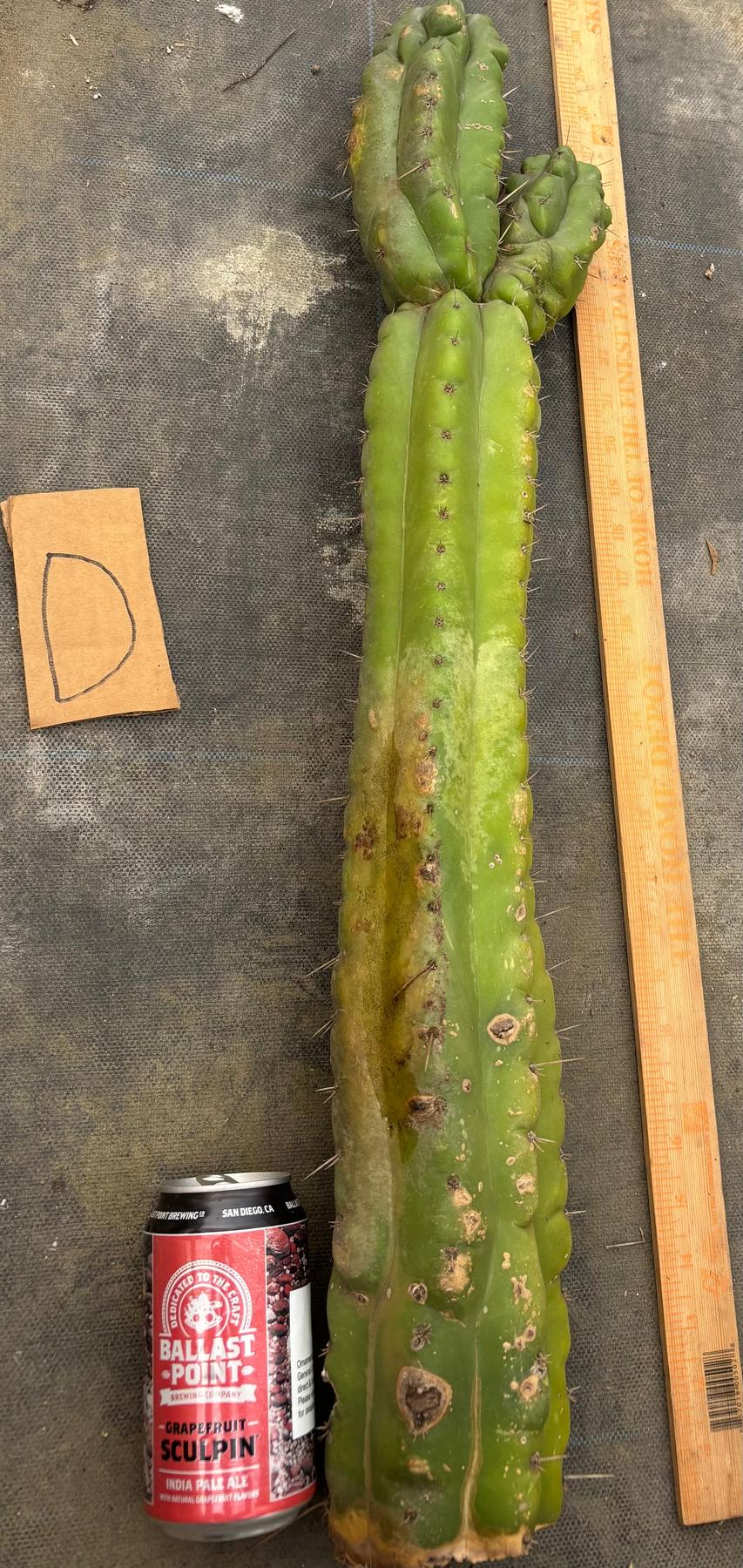 #EC169 EXACT Trichocereus Pachanoi Monstrose TPM Cactus TLC Cuttings A-J-Cactus - Large - Exact-The Succulent Source