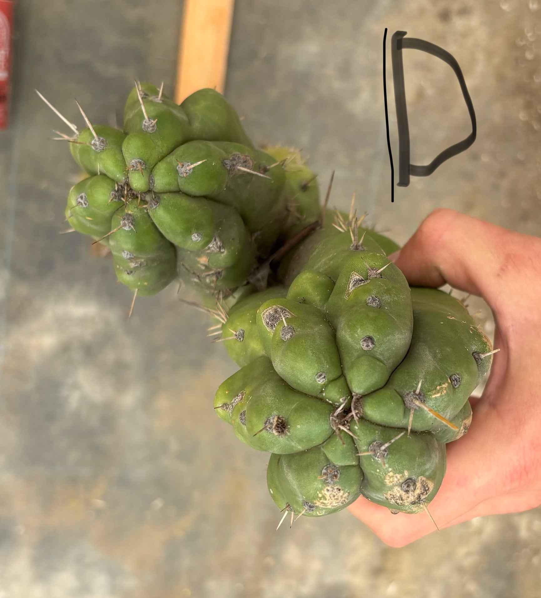 #EC169 EXACT Trichocereus Pachanoi Monstrose TPM Cactus TLC Cuttings A-J-Cactus - Large - Exact-The Succulent Source