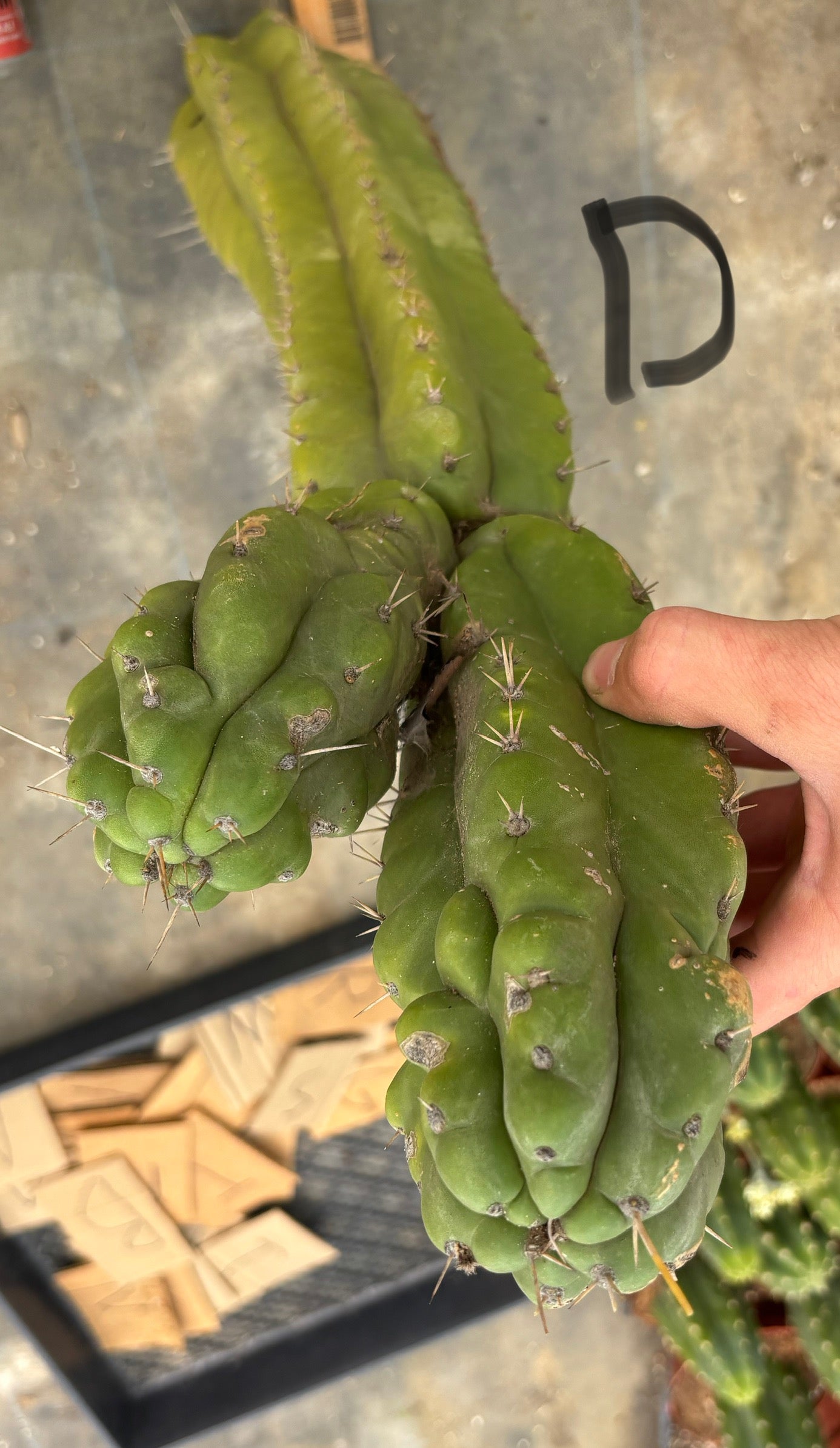 #EC169 EXACT Trichocereus Pachanoi Monstrose TPM Cactus TLC Cuttings A-J-Cactus - Large - Exact-The Succulent Source