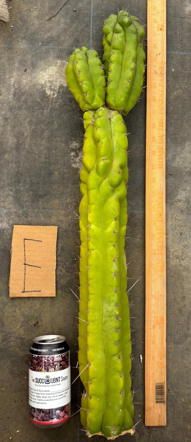 #EC169 EXACT Trichocereus Pachanoi Monstrose TPM Cactus TLC Cuttings A-J-Cactus - Large - Exact-The Succulent Source