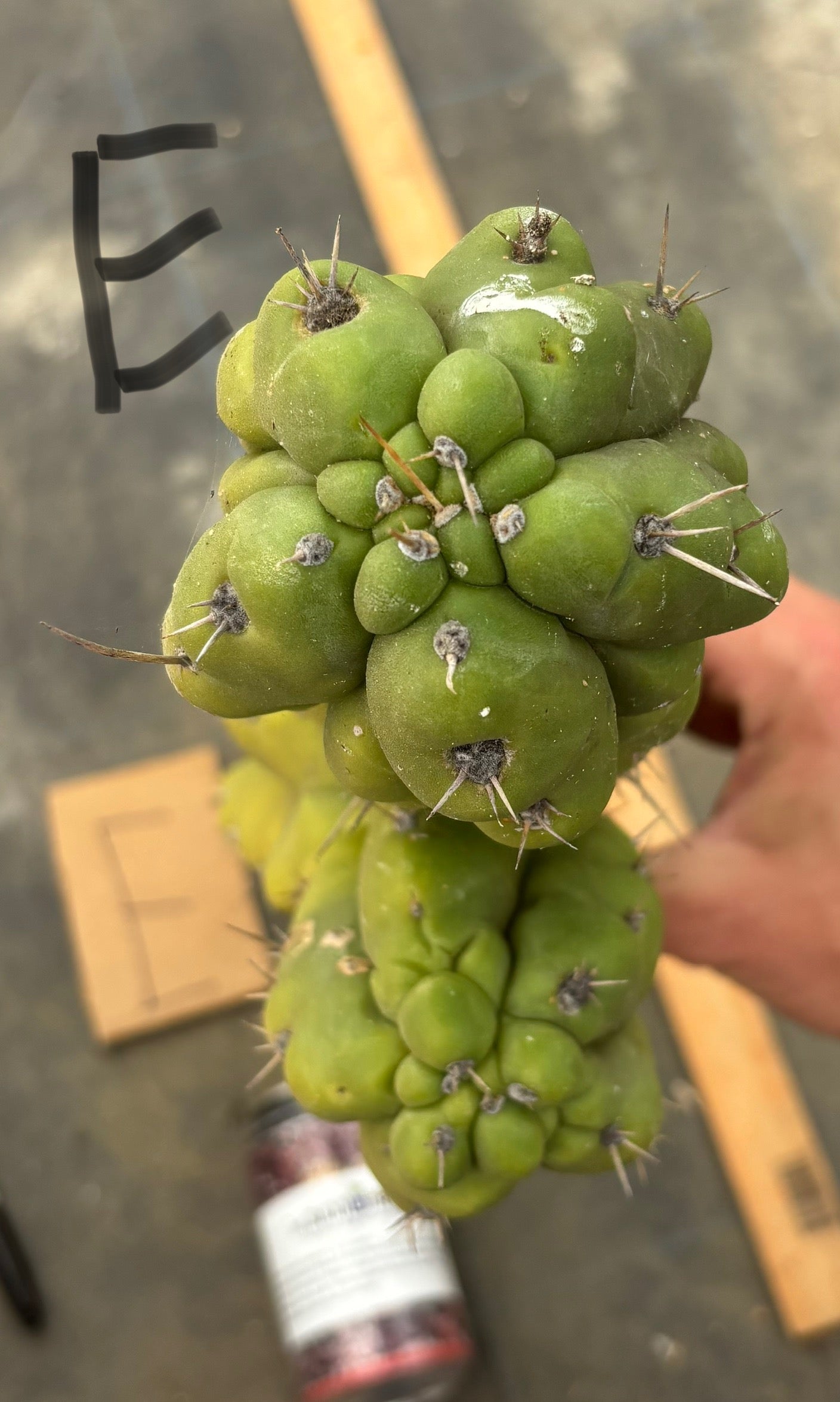 #EC169 EXACT Trichocereus Pachanoi Monstrose TPM Cactus TLC Cuttings A-J-Cactus - Large - Exact-The Succulent Source