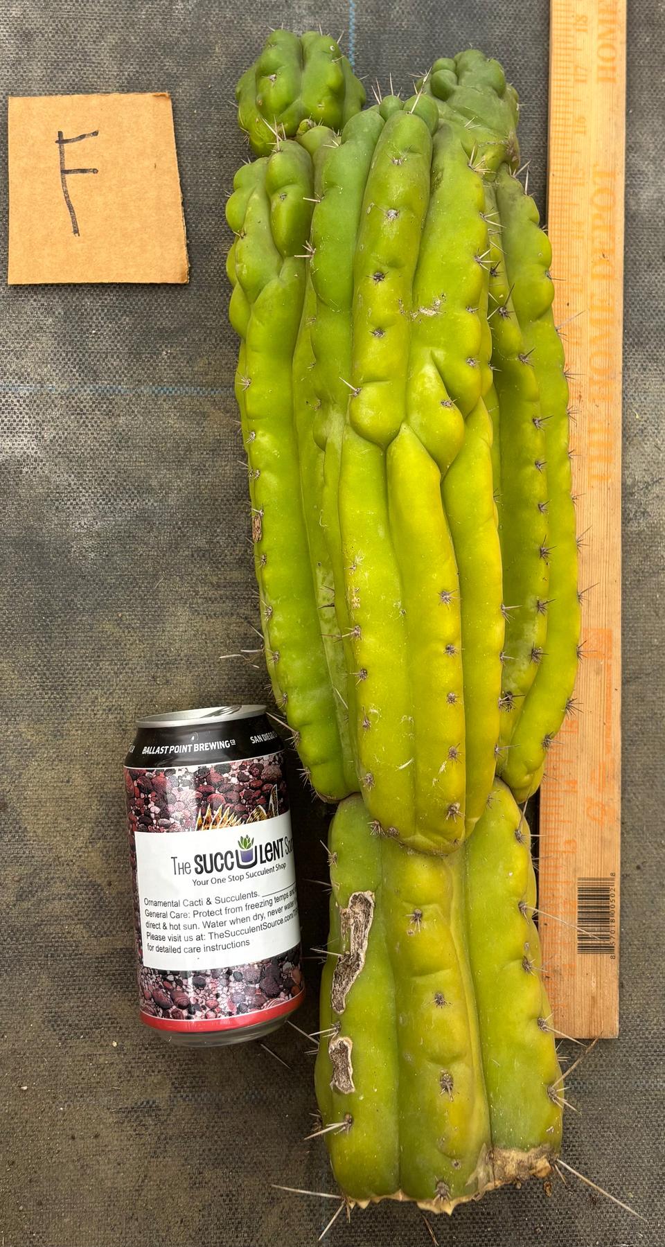 #EC169 EXACT Trichocereus Pachanoi Monstrose TPM Cactus TLC Cuttings A-J-Cactus - Large - Exact-The Succulent Source