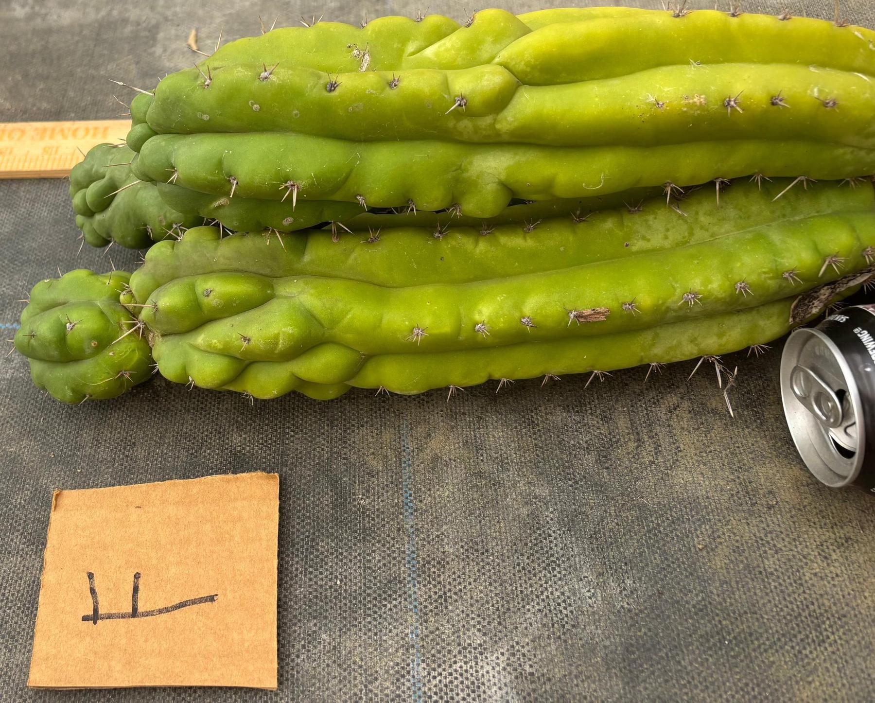 #EC169 EXACT Trichocereus Pachanoi Monstrose TPM Cactus TLC Cuttings A-J-Cactus - Large - Exact-The Succulent Source