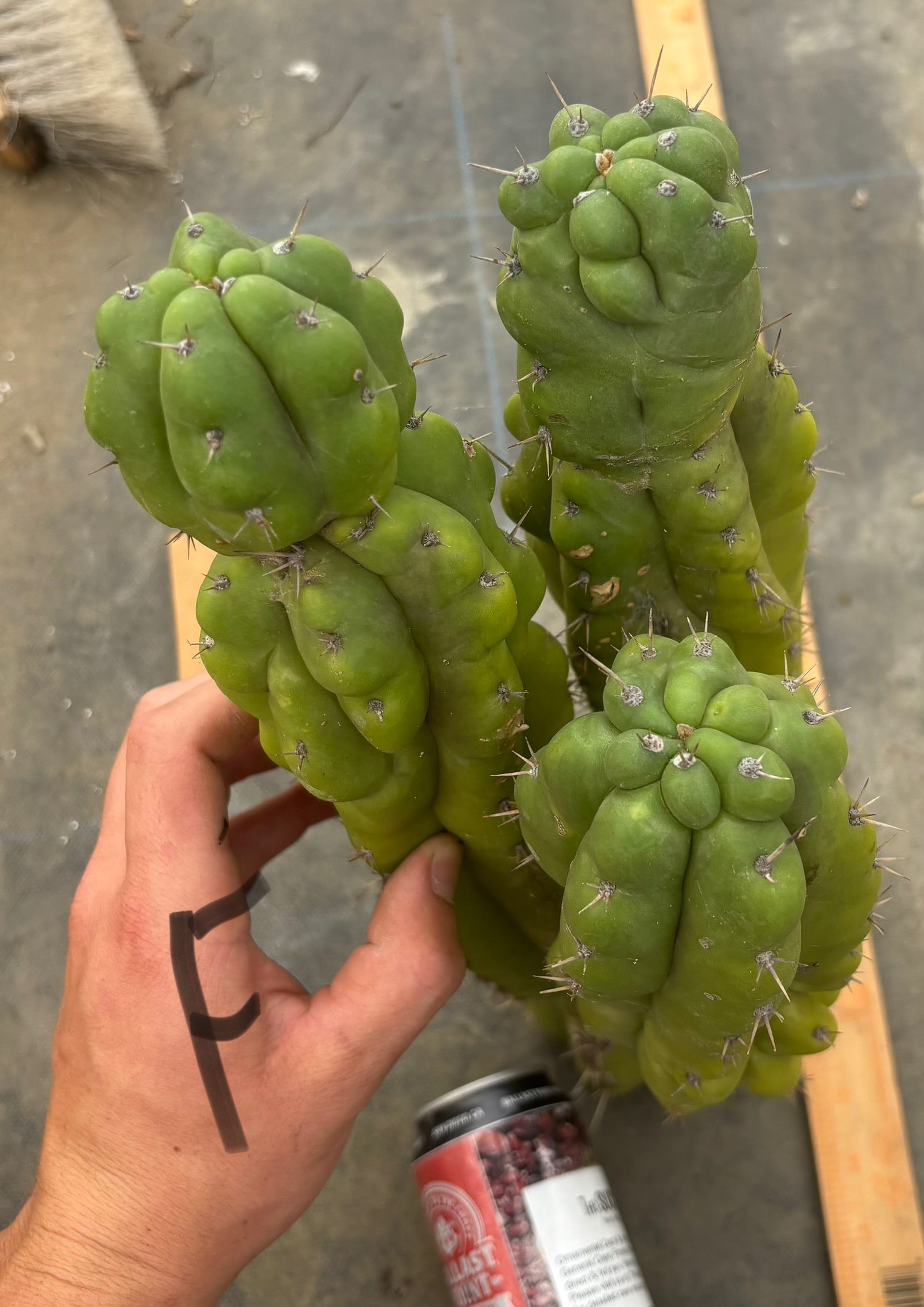 #EC169 EXACT Trichocereus Pachanoi Monstrose TPM Cactus TLC Cuttings A-J-Cactus - Large - Exact-The Succulent Source