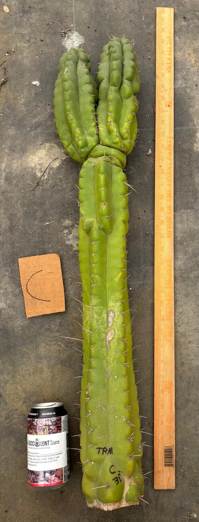 #EC169 EXACT Trichocereus Pachanoi Monstrose TPM Cactus TLC Cuttings A-J-Cactus - Large - Exact-The Succulent Source