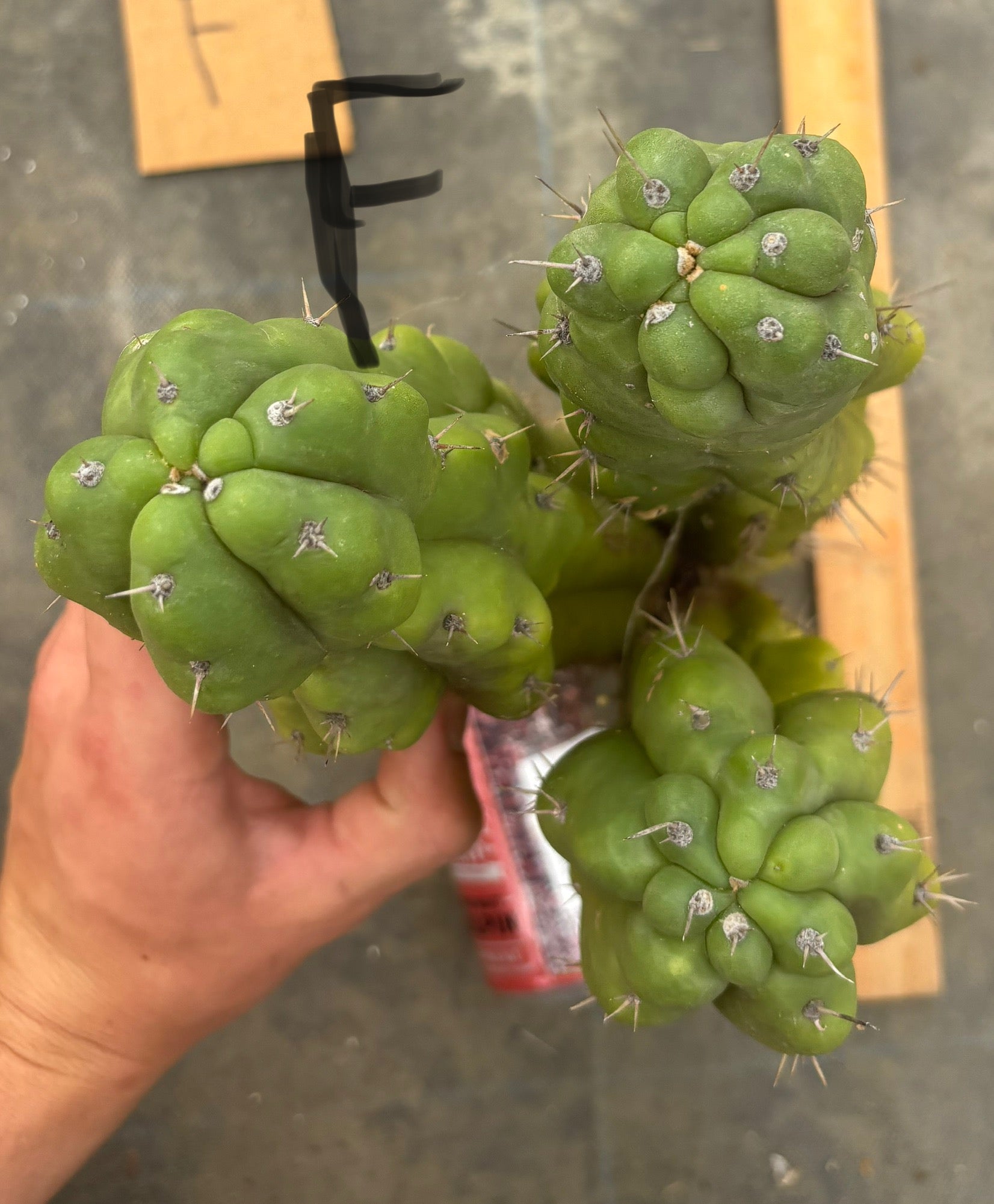 #EC169 EXACT Trichocereus Pachanoi Monstrose TPM Cactus TLC Cuttings A-J-Cactus - Large - Exact-The Succulent Source