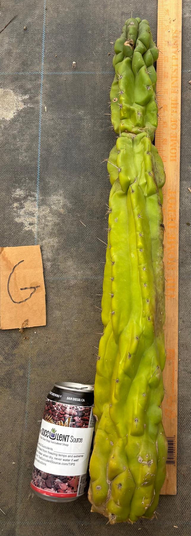 #EC169 EXACT Trichocereus Pachanoi Monstrose TPM Cactus TLC Cuttings A-J-Cactus - Large - Exact-The Succulent Source