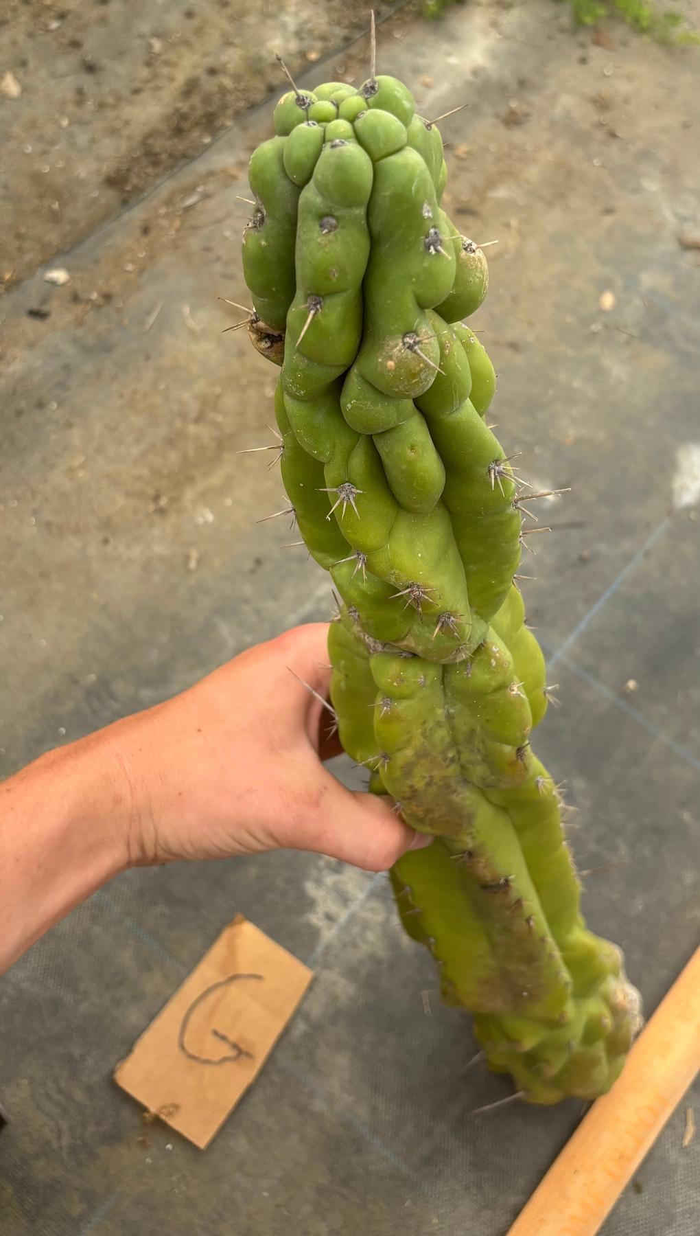 #EC169 EXACT Trichocereus Pachanoi Monstrose TPM Cactus TLC Cuttings A-J-Cactus - Large - Exact-The Succulent Source