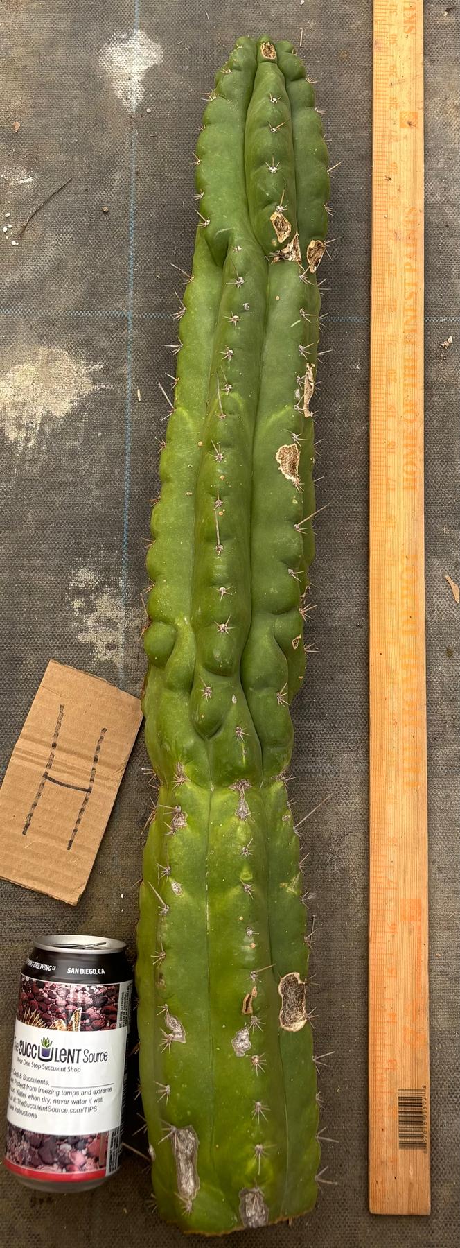 #EC169 EXACT Trichocereus Pachanoi Monstrose TPM Cactus TLC Cuttings A-J-Cactus - Large - Exact-The Succulent Source