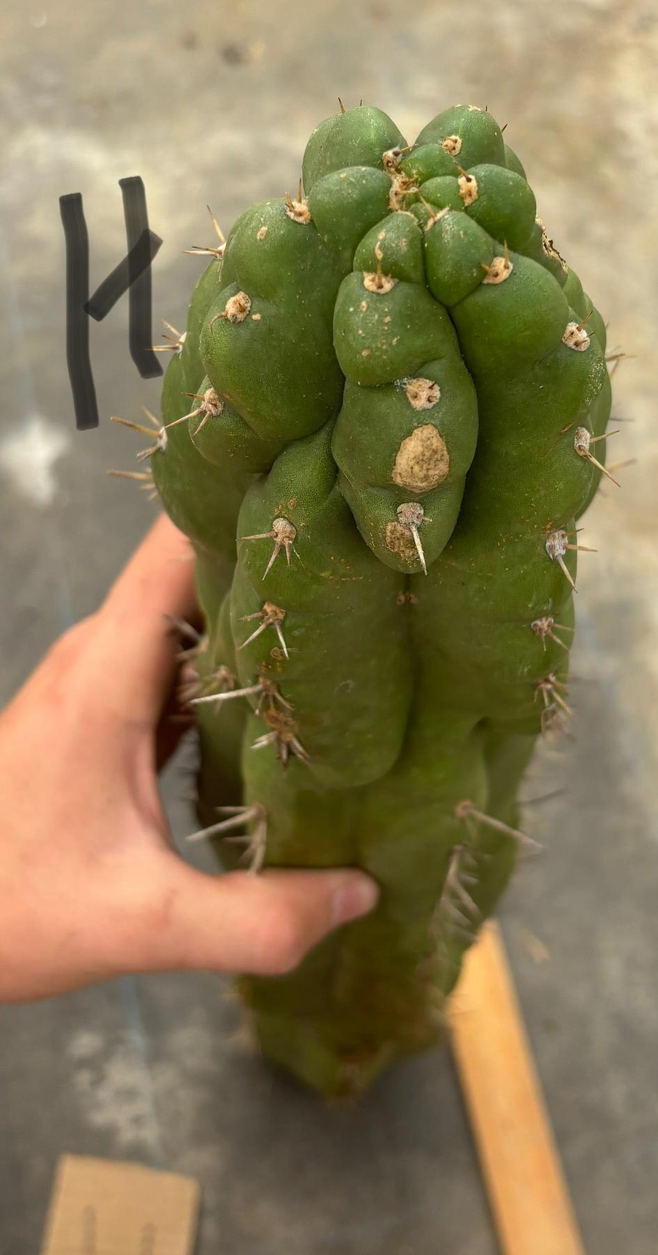 #EC169 EXACT Trichocereus Pachanoi Monstrose TPM Cactus TLC Cuttings A-J-Cactus - Large - Exact-The Succulent Source