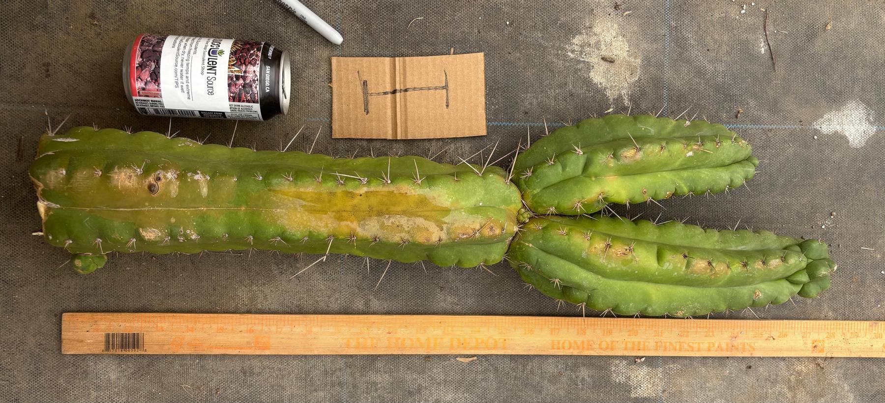 #EC169 EXACT Trichocereus Pachanoi Monstrose TPM Cactus TLC Cuttings A-J-Cactus - Large - Exact-The Succulent Source