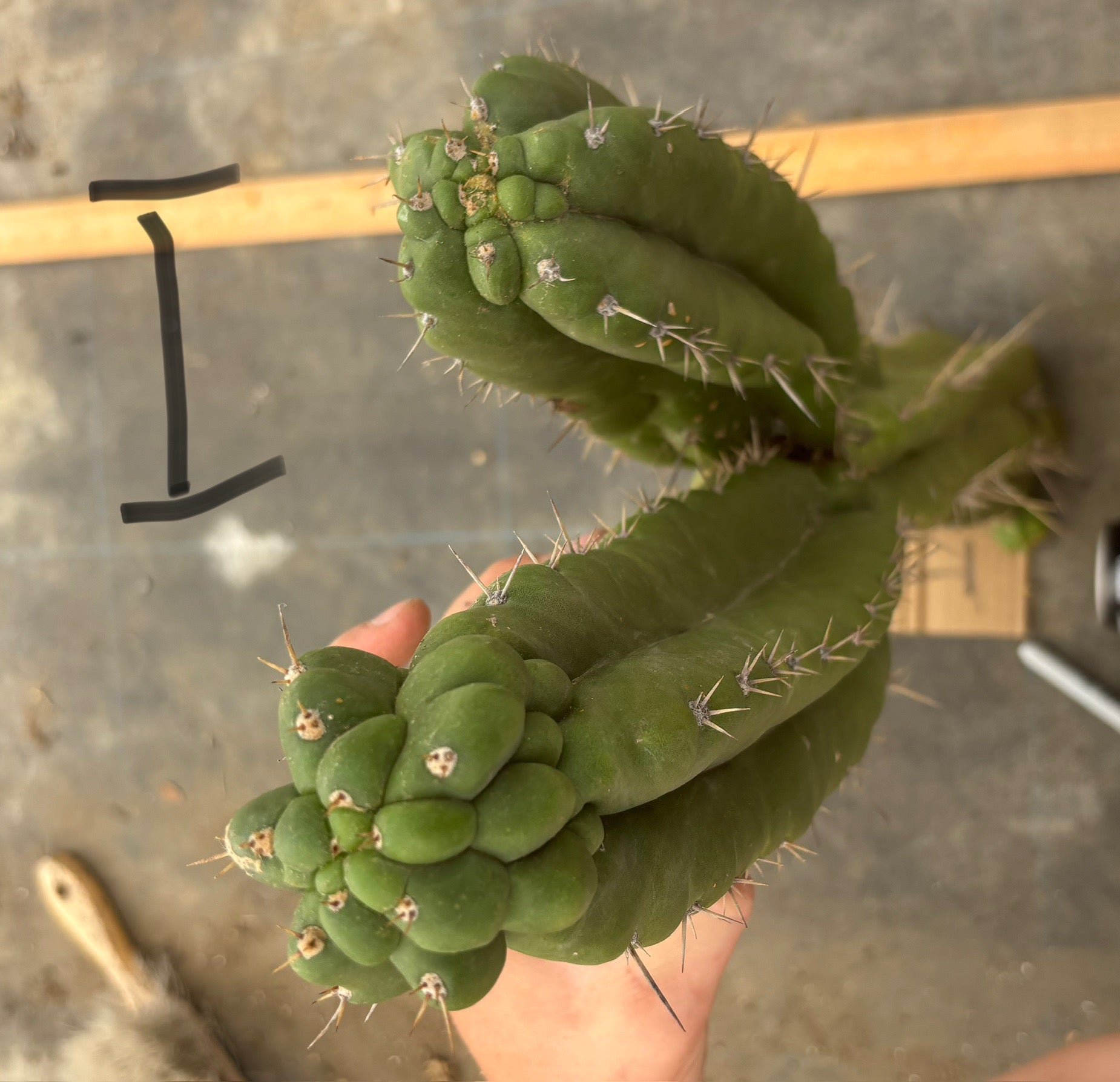 #EC169 EXACT Trichocereus Pachanoi Monstrose TPM Cactus TLC Cuttings A-J-Cactus - Large - Exact-The Succulent Source