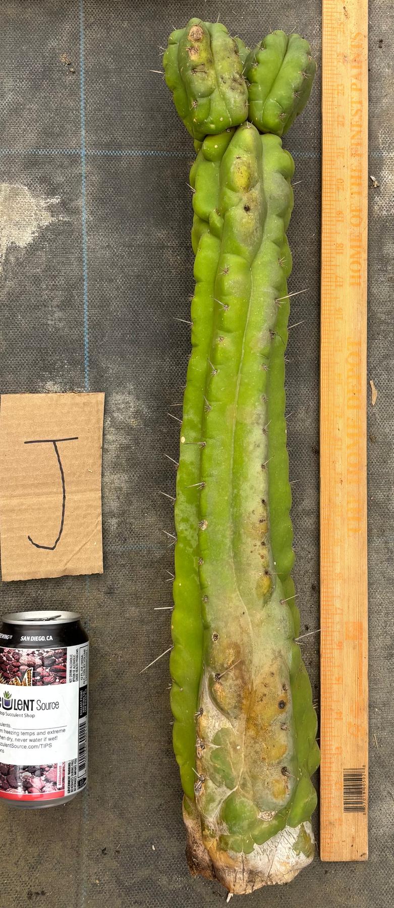 #EC169 EXACT Trichocereus Pachanoi Monstrose TPM Cactus TLC Cuttings A-J-Cactus - Large - Exact-The Succulent Source