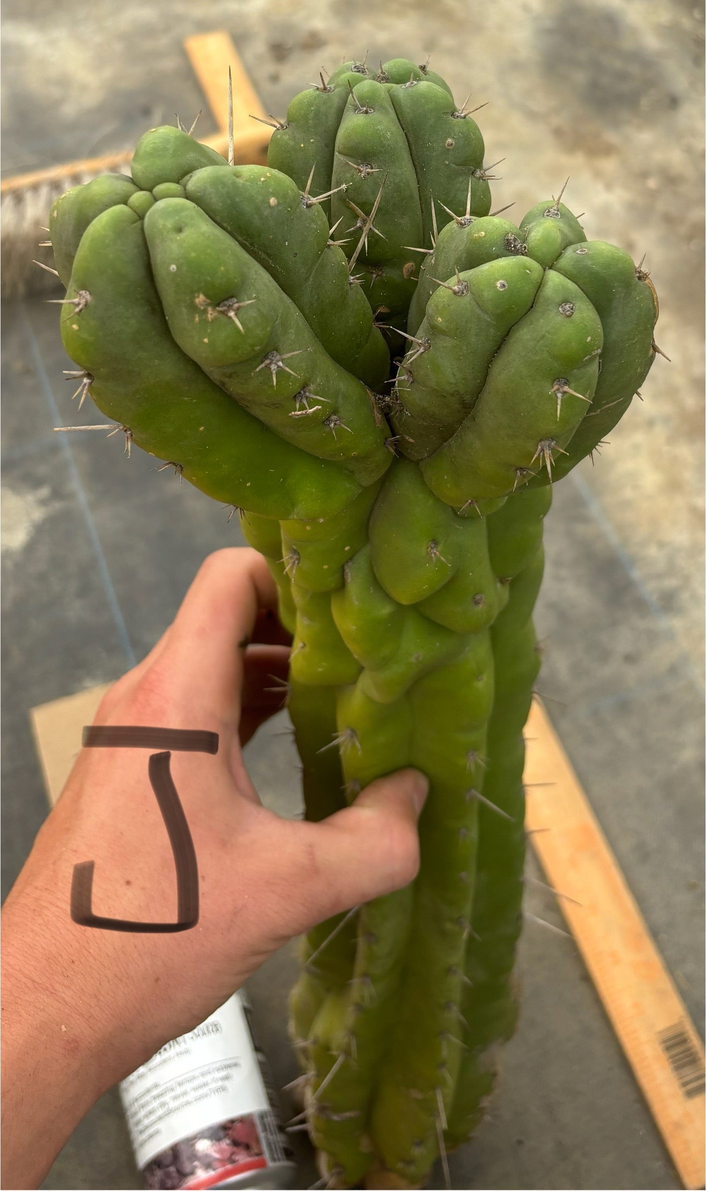 #EC169 EXACT Trichocereus Pachanoi Monstrose TPM Cactus TLC Cuttings A-J-Cactus - Large - Exact-The Succulent Source