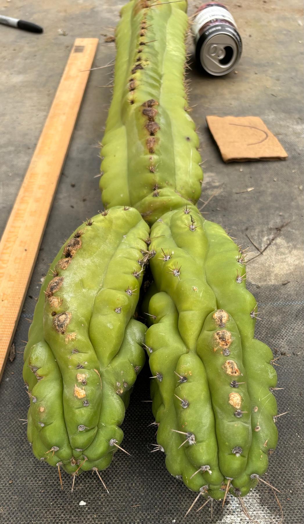 #EC169 EXACT Trichocereus Pachanoi Monstrose TPM Cactus TLC Cuttings A-J-Cactus - Large - Exact-The Succulent Source