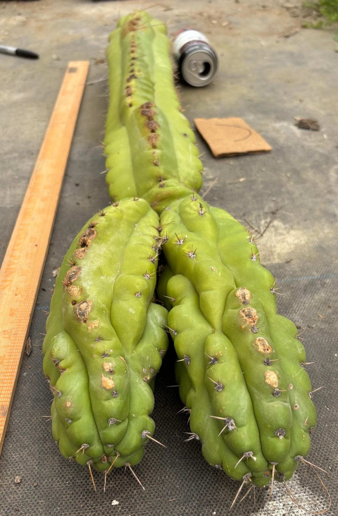 #EC169 EXACT Trichocereus Pachanoi Monstrose TPM Cactus TLC Cuttings A-J-Cactus - Large - Exact-The Succulent Source