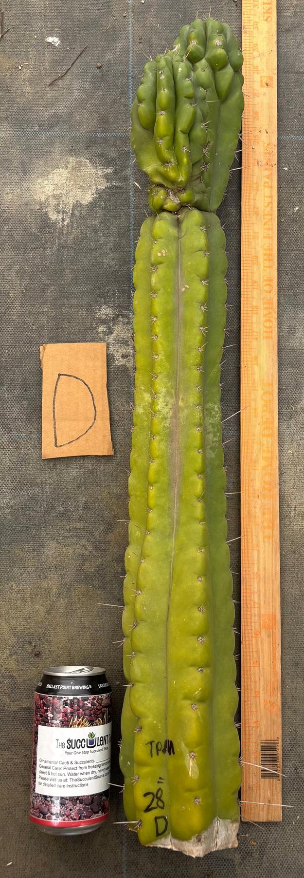 #EC169 EXACT Trichocereus Pachanoi Monstrose TPM Cactus TLC Cuttings A-J-Cactus - Large - Exact-The Succulent Source