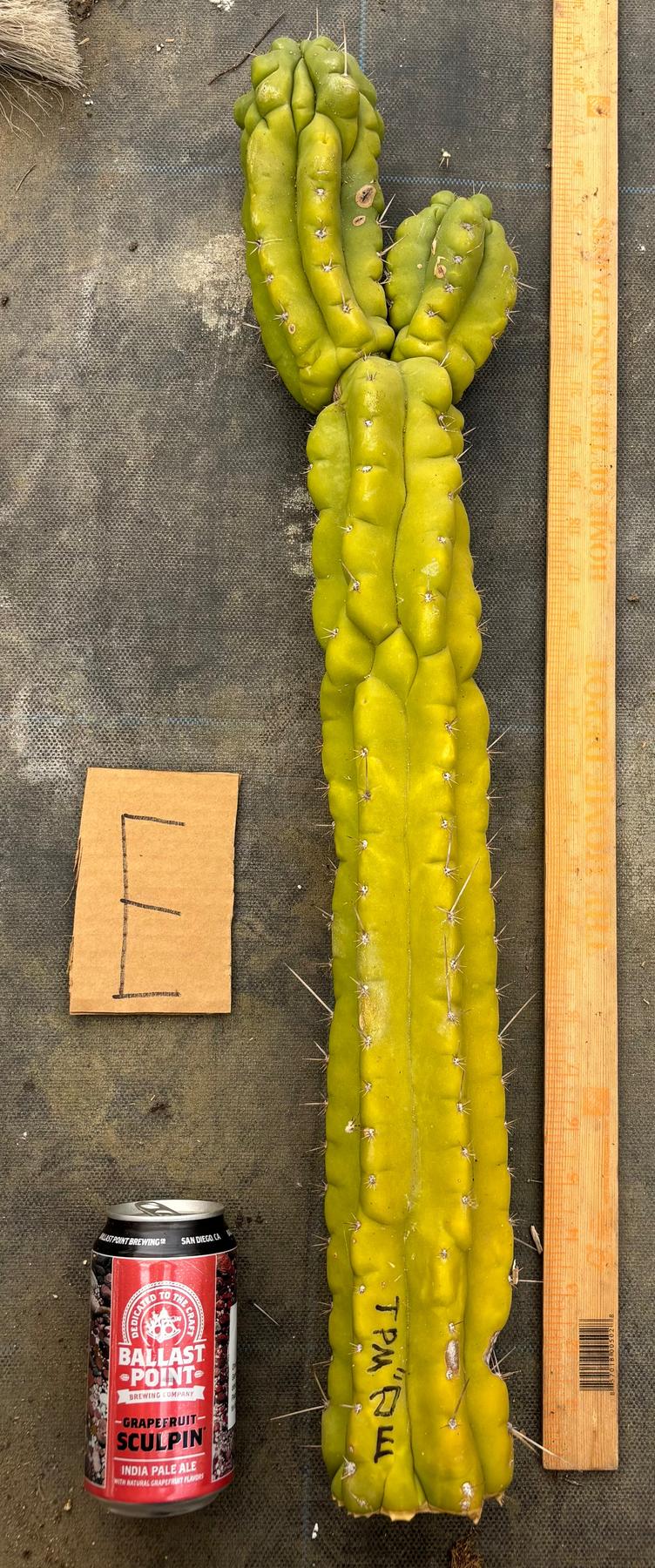 #EC169 EXACT Trichocereus Pachanoi Monstrose TPM Cactus TLC Cuttings A-J-Cactus - Large - Exact-The Succulent Source