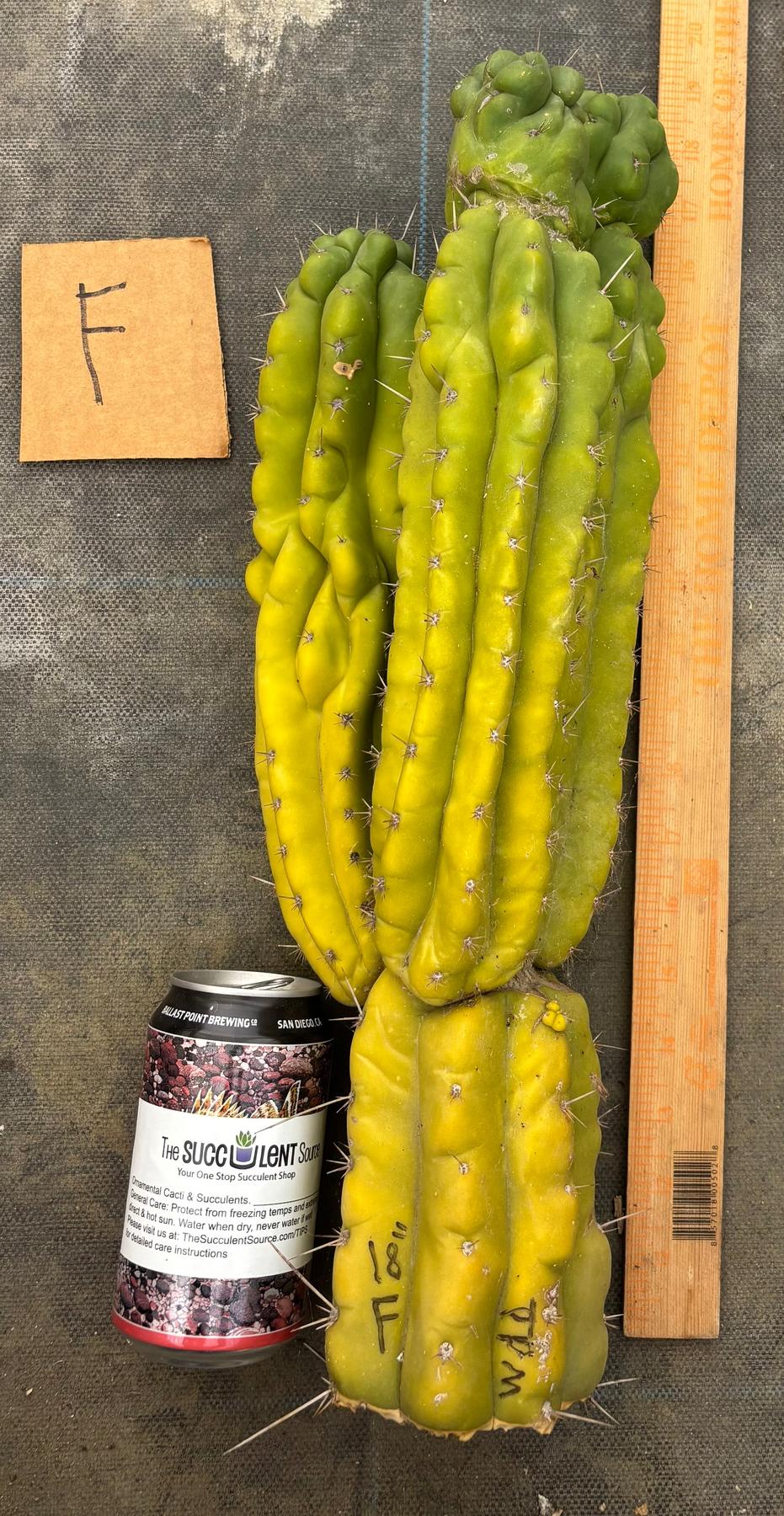 #EC169 EXACT Trichocereus Pachanoi Monstrose TPM Cactus TLC Cuttings A-J-Cactus - Large - Exact-The Succulent Source