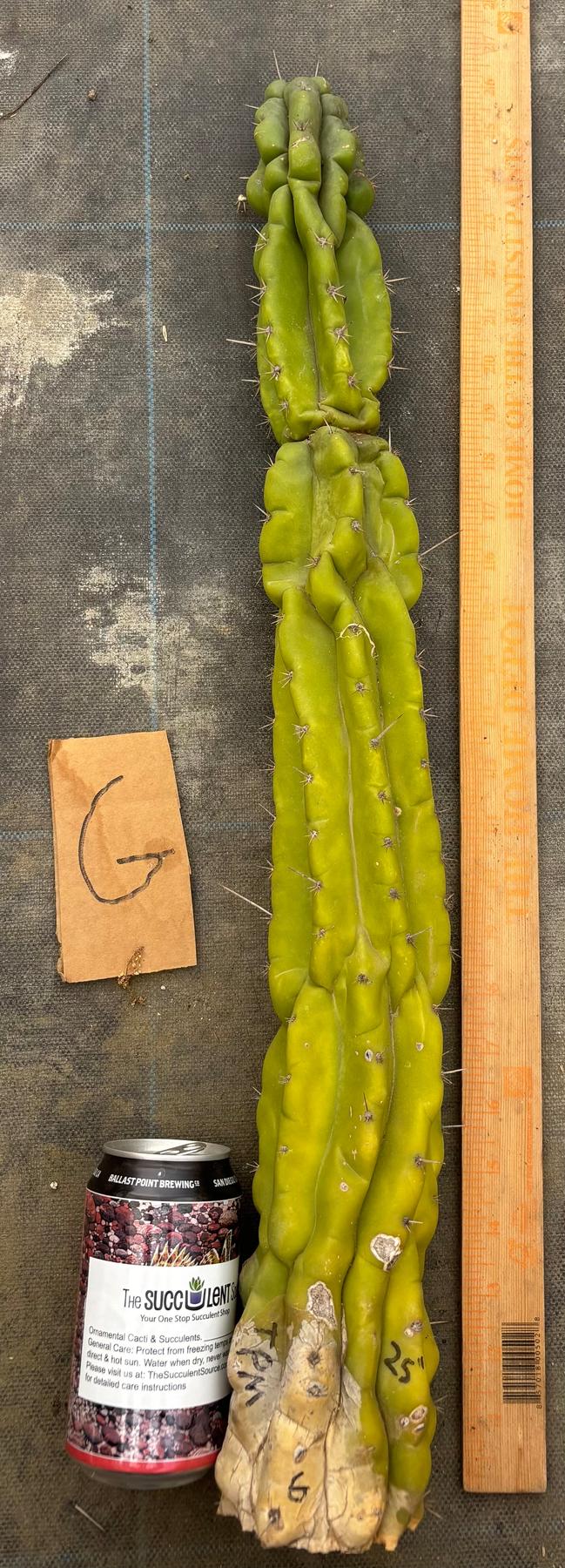 #EC169 EXACT Trichocereus Pachanoi Monstrose TPM Cactus TLC Cuttings A-J-Cactus - Large - Exact-The Succulent Source