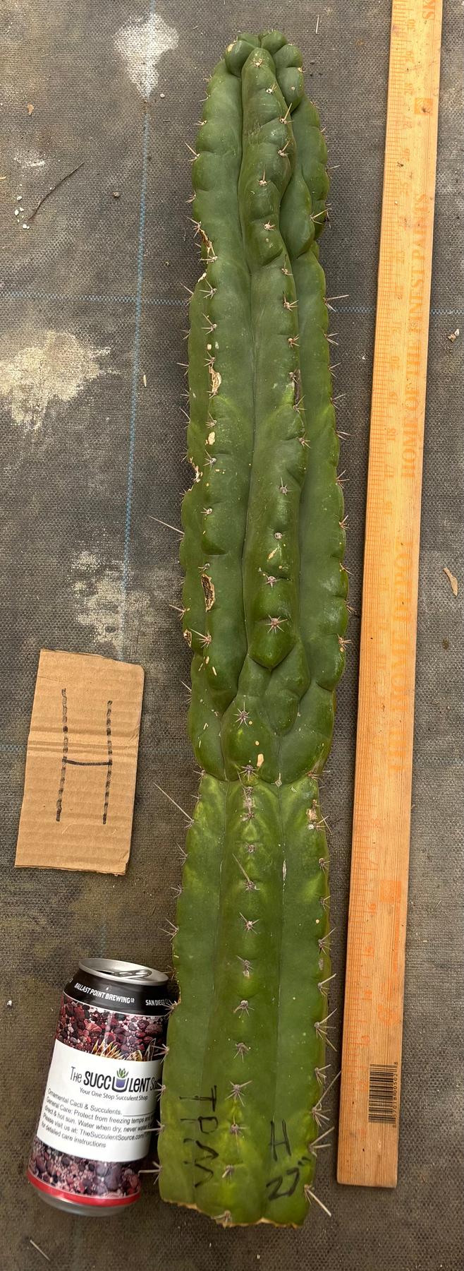 #EC169 EXACT Trichocereus Pachanoi Monstrose TPM Cactus TLC Cuttings A-J-Cactus - Large - Exact-The Succulent Source