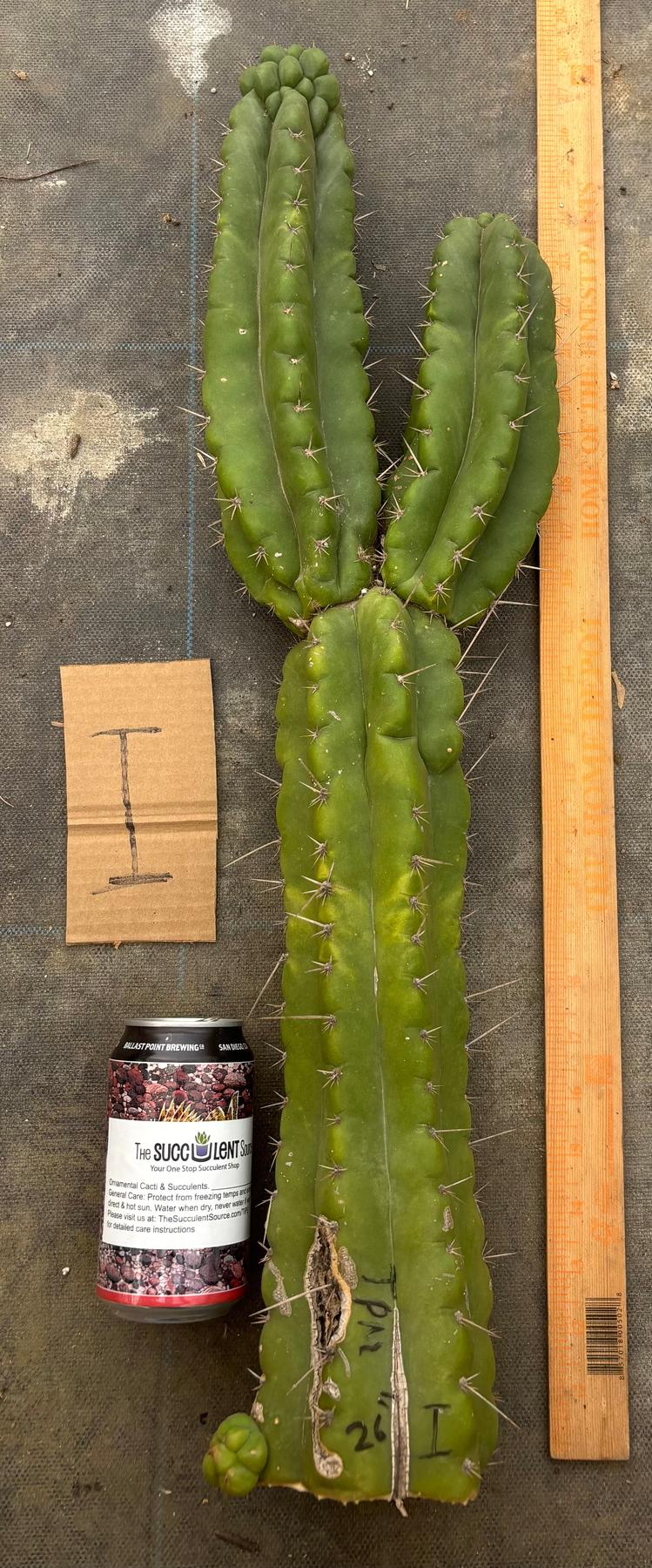 #EC169 EXACT Trichocereus Pachanoi Monstrose TPM Cactus TLC Cuttings A-J-Cactus - Large - Exact-The Succulent Source