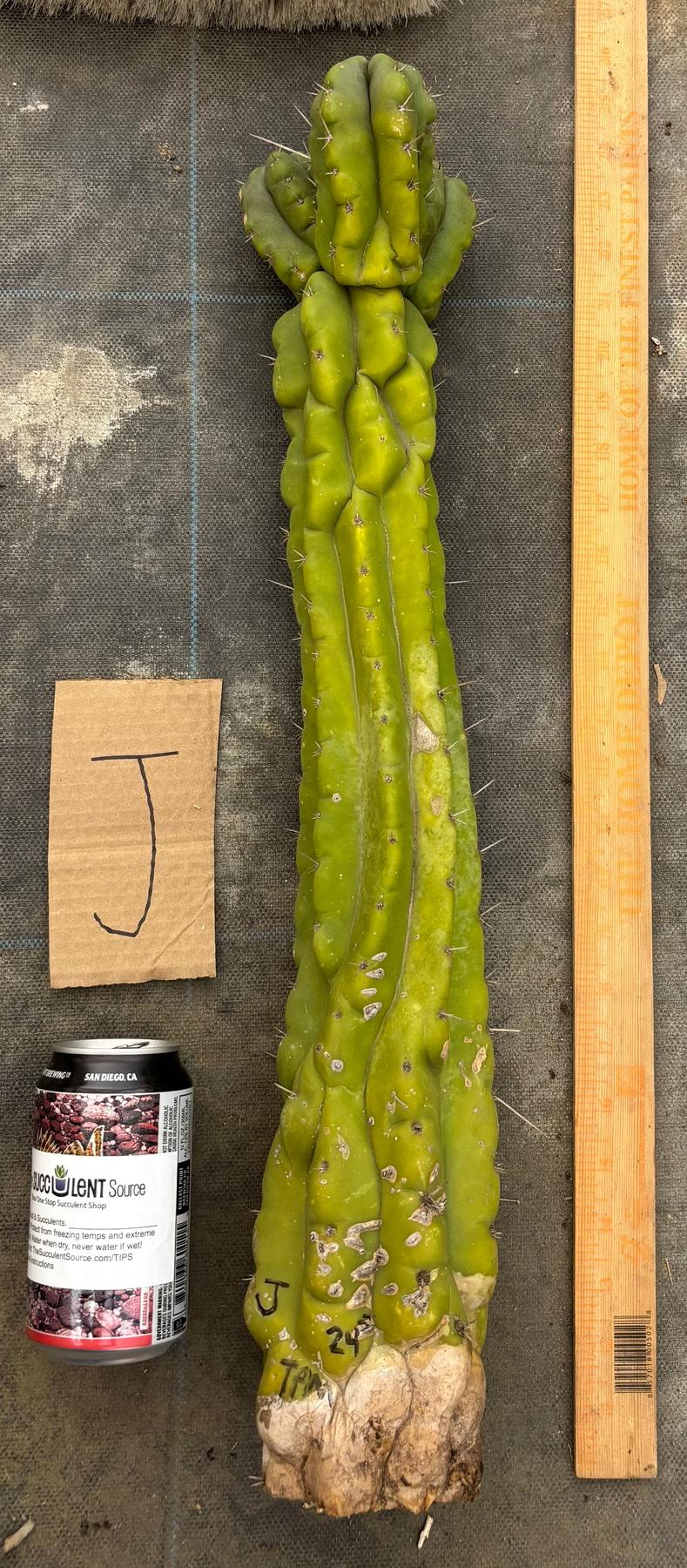 #EC169 EXACT Trichocereus Pachanoi Monstrose TPM Cactus TLC Cuttings A-J-Cactus - Large - Exact-The Succulent Source