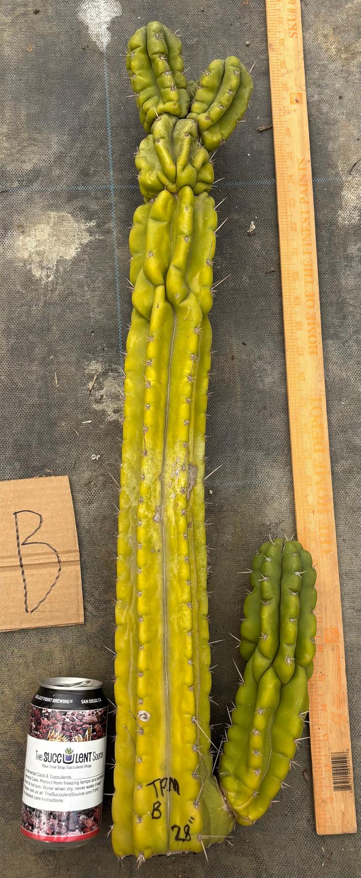 #EC169 EXACT Trichocereus Pachanoi Monstrose TPM Cactus TLC Cuttings A-J-Cactus - Large - Exact-The Succulent Source
