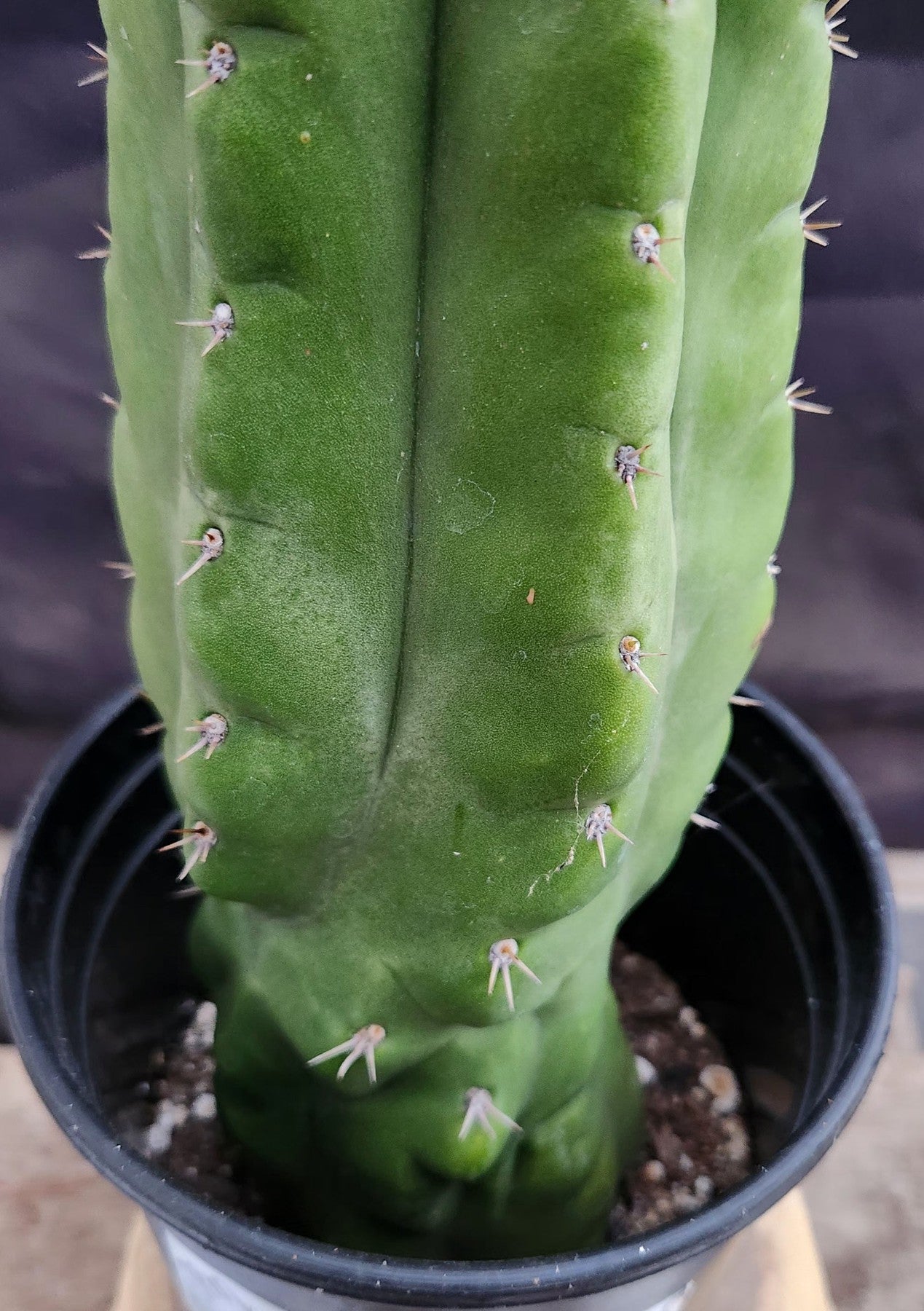 #EC17 EXACT Trichocereus Pachanoi Monstrose TPM Cactus 14.5”-Cactus - Large - Exact-The Succulent Source