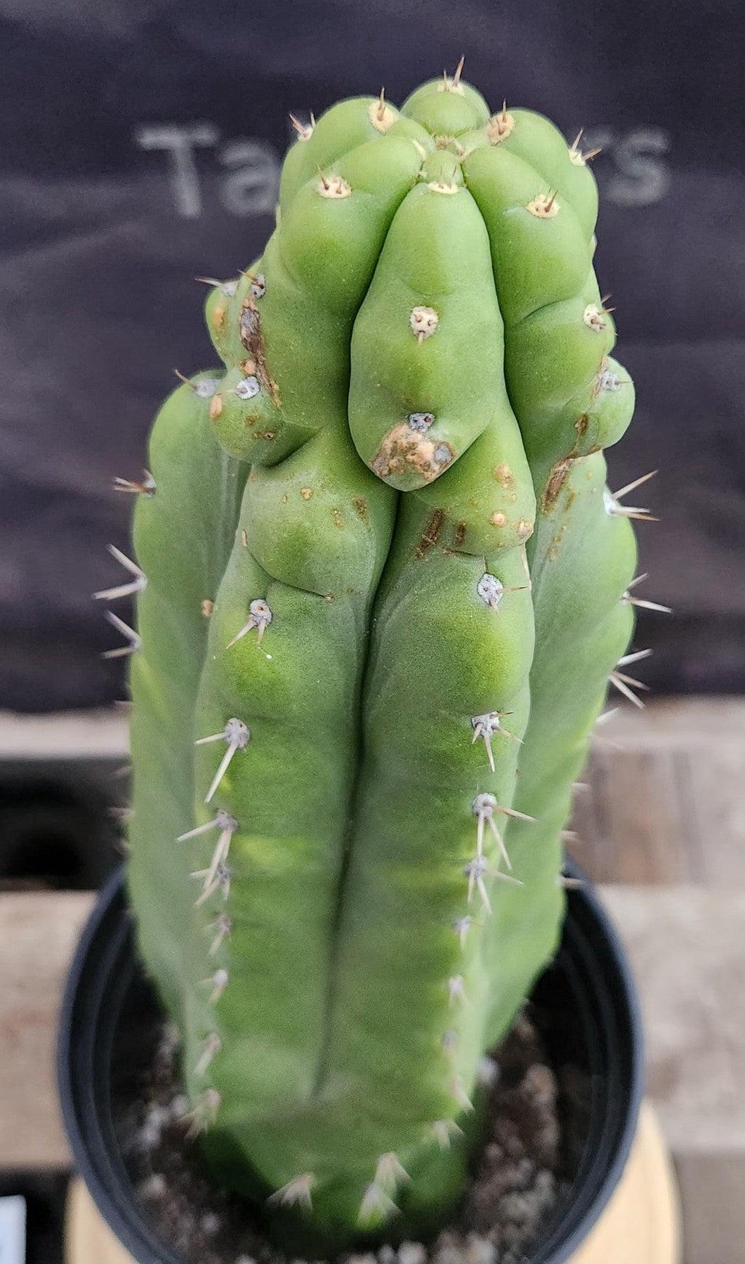 #EC17 EXACT Trichocereus Pachanoi Monstrose TPM Cactus 14.5”-Cactus - Large - Exact-The Succulent Source