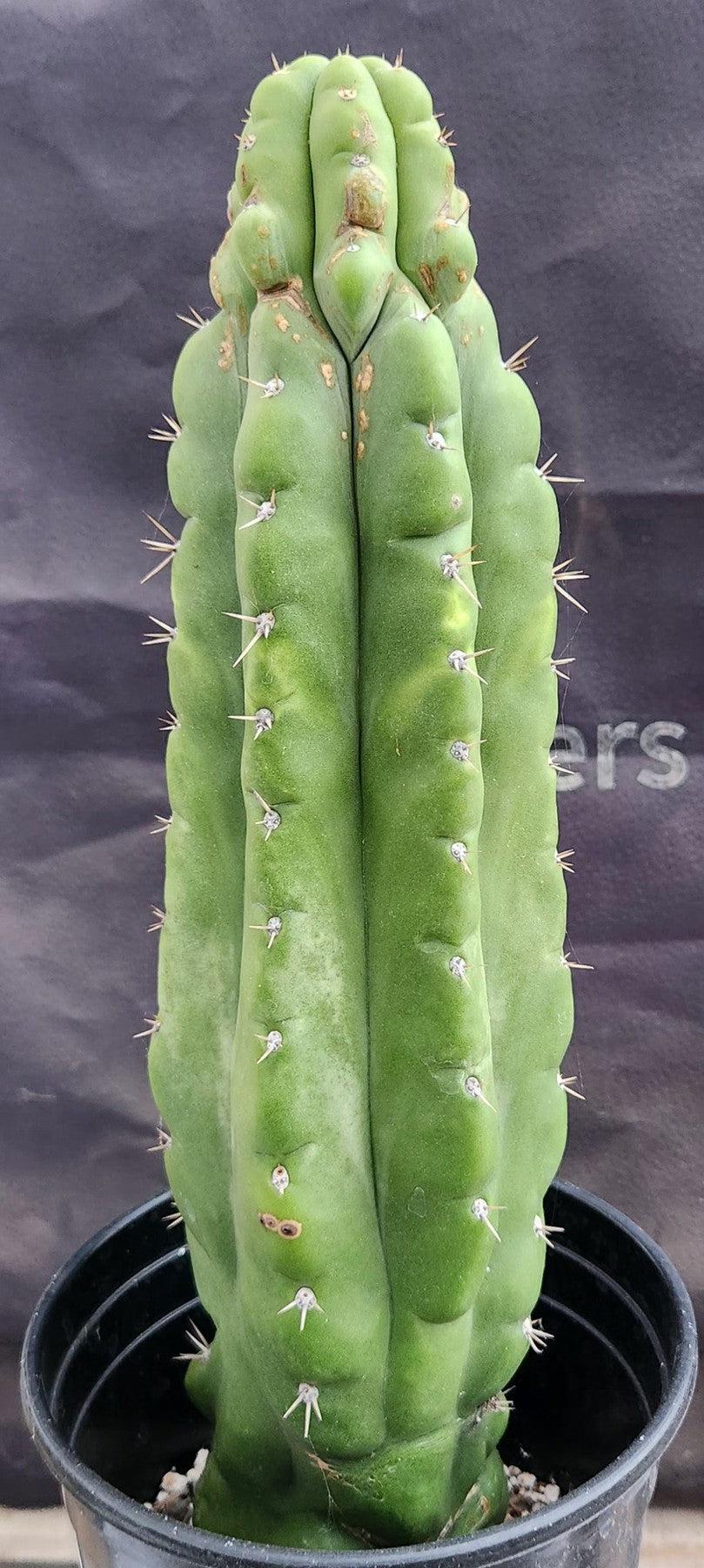 #EC17 EXACT Trichocereus Pachanoi Monstrose TPM Cactus 14.5”-Cactus - Large - Exact-The Succulent Source