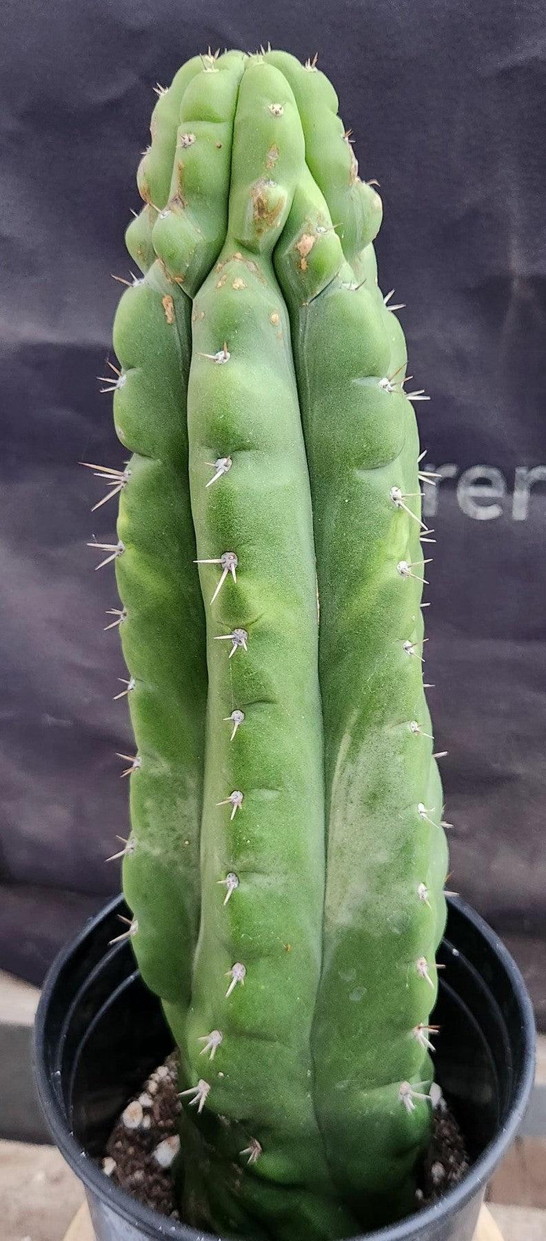 #EC17 EXACT Trichocereus Pachanoi Monstrose TPM Cactus 14.5”-Cactus - Large - Exact-The Succulent Source