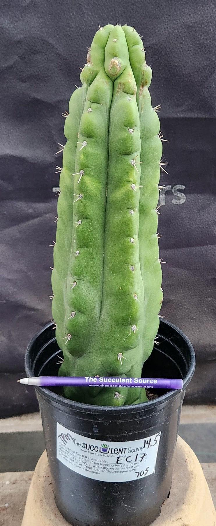 #EC17 EXACT Trichocereus Pachanoi Monstrose TPM Cactus 14.5”-Cactus - Large - Exact-The Succulent Source