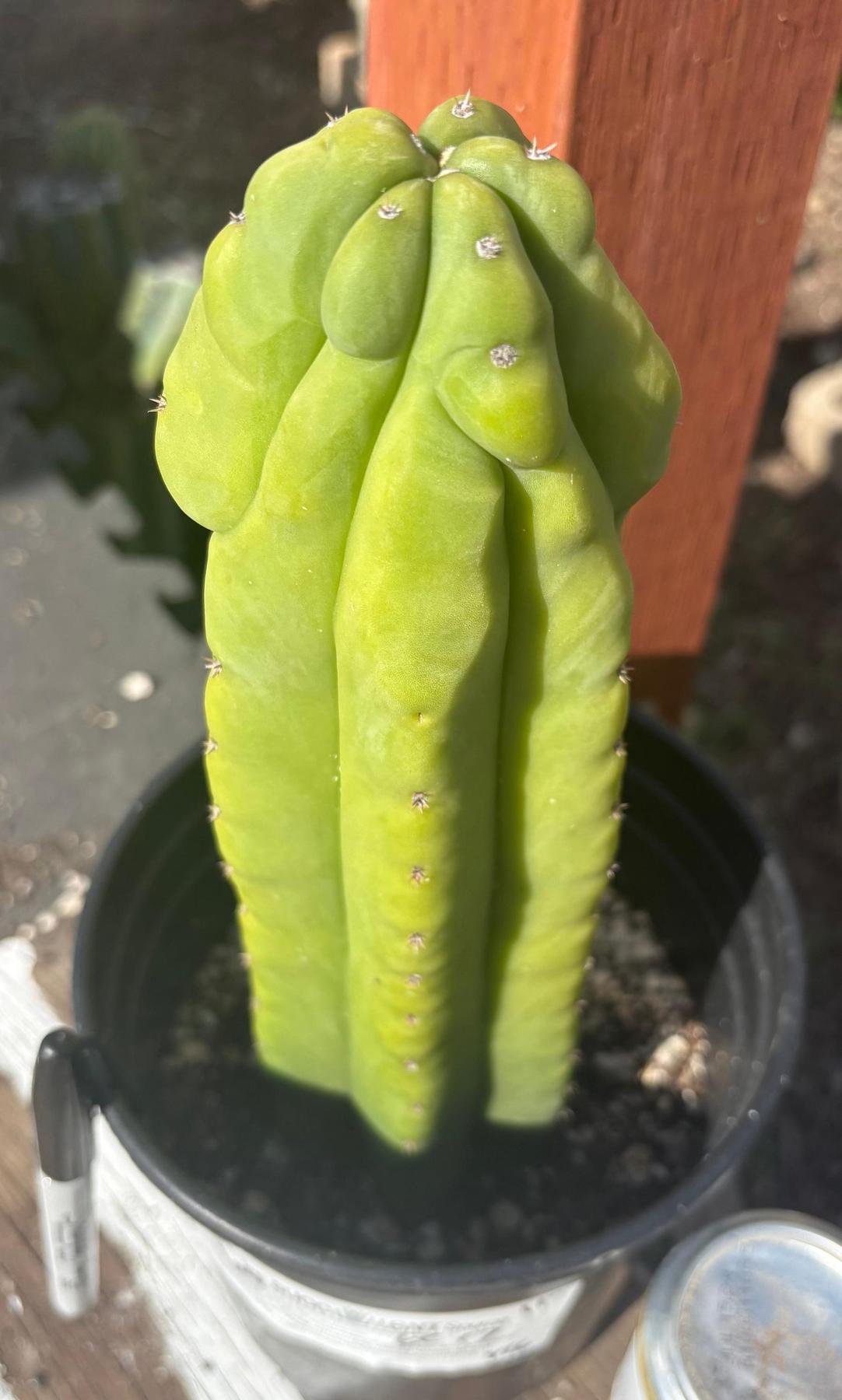 #EC17 EXACT Trichocereus Pachanoi Monstrose TPM X Scopulicola Cactus 11”-Cactus - Large - Exact-The Succulent Source