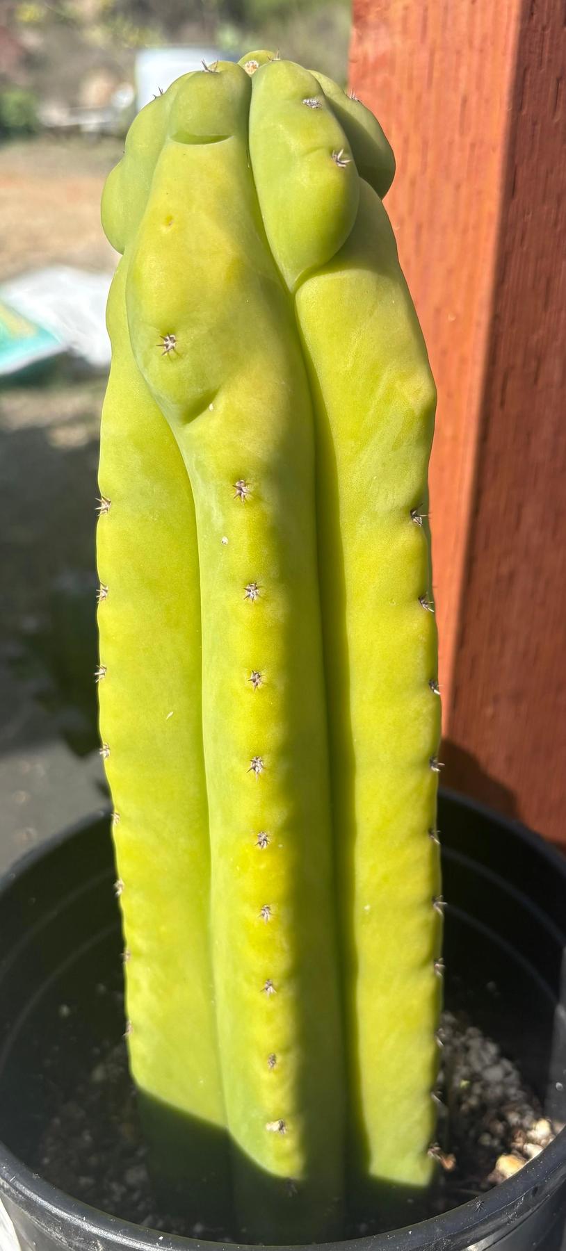 #EC17 EXACT Trichocereus Pachanoi Monstrose TPM X Scopulicola Cactus 11”-Cactus - Large - Exact-The Succulent Source