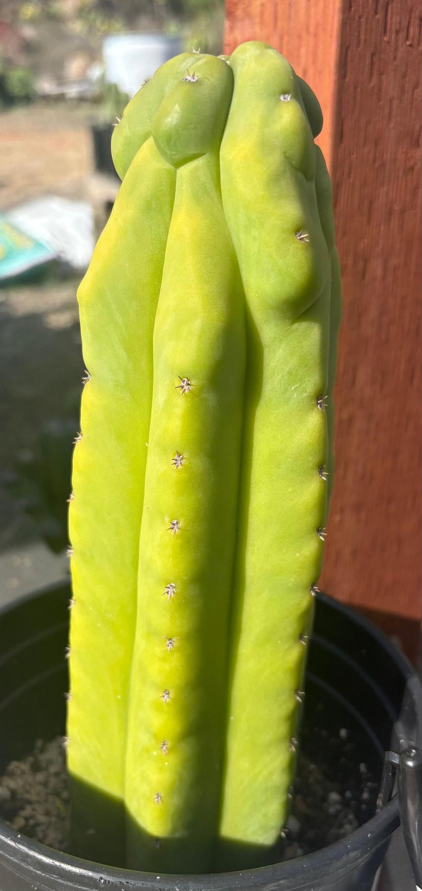 #EC17 EXACT Trichocereus Pachanoi Monstrose TPM X Scopulicola Cactus 11”-Cactus - Large - Exact-The Succulent Source