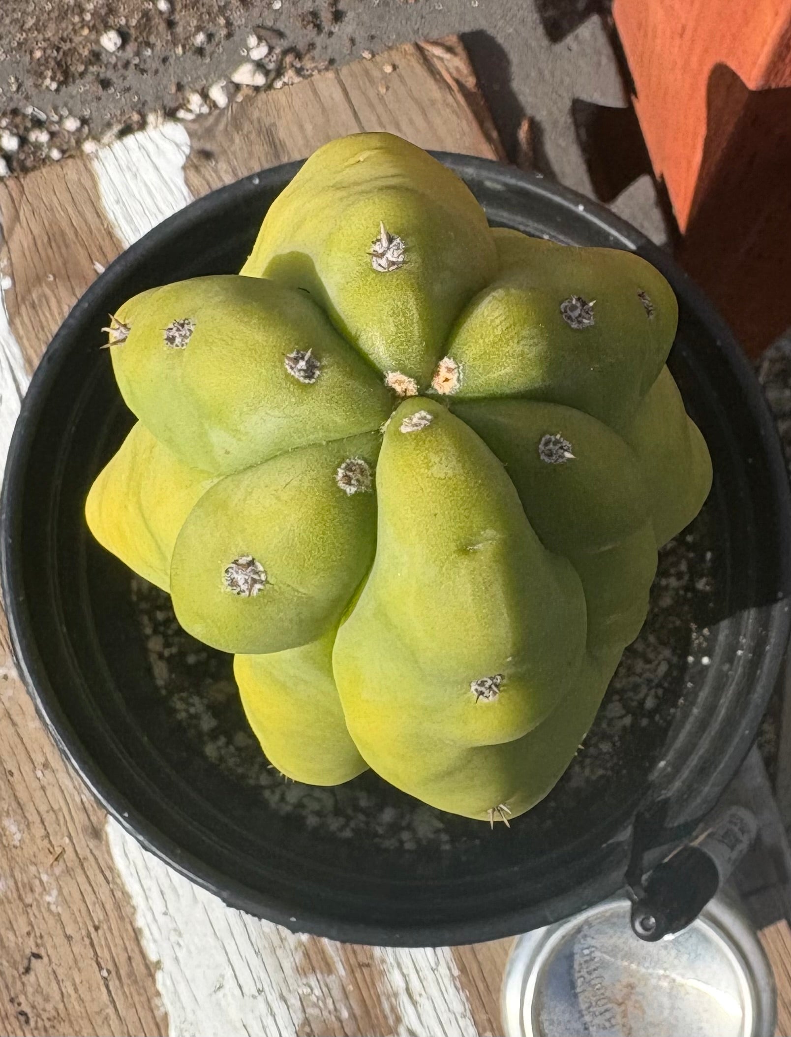 #EC17 EXACT Trichocereus Pachanoi Monstrose TPM X Scopulicola Cactus 11”-Cactus - Large - Exact-The Succulent Source