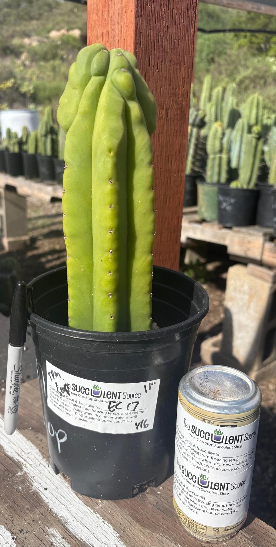#EC17 EXACT Trichocereus Pachanoi Monstrose TPM X Scopulicola Cactus 11”-Cactus - Large - Exact-The Succulent Source