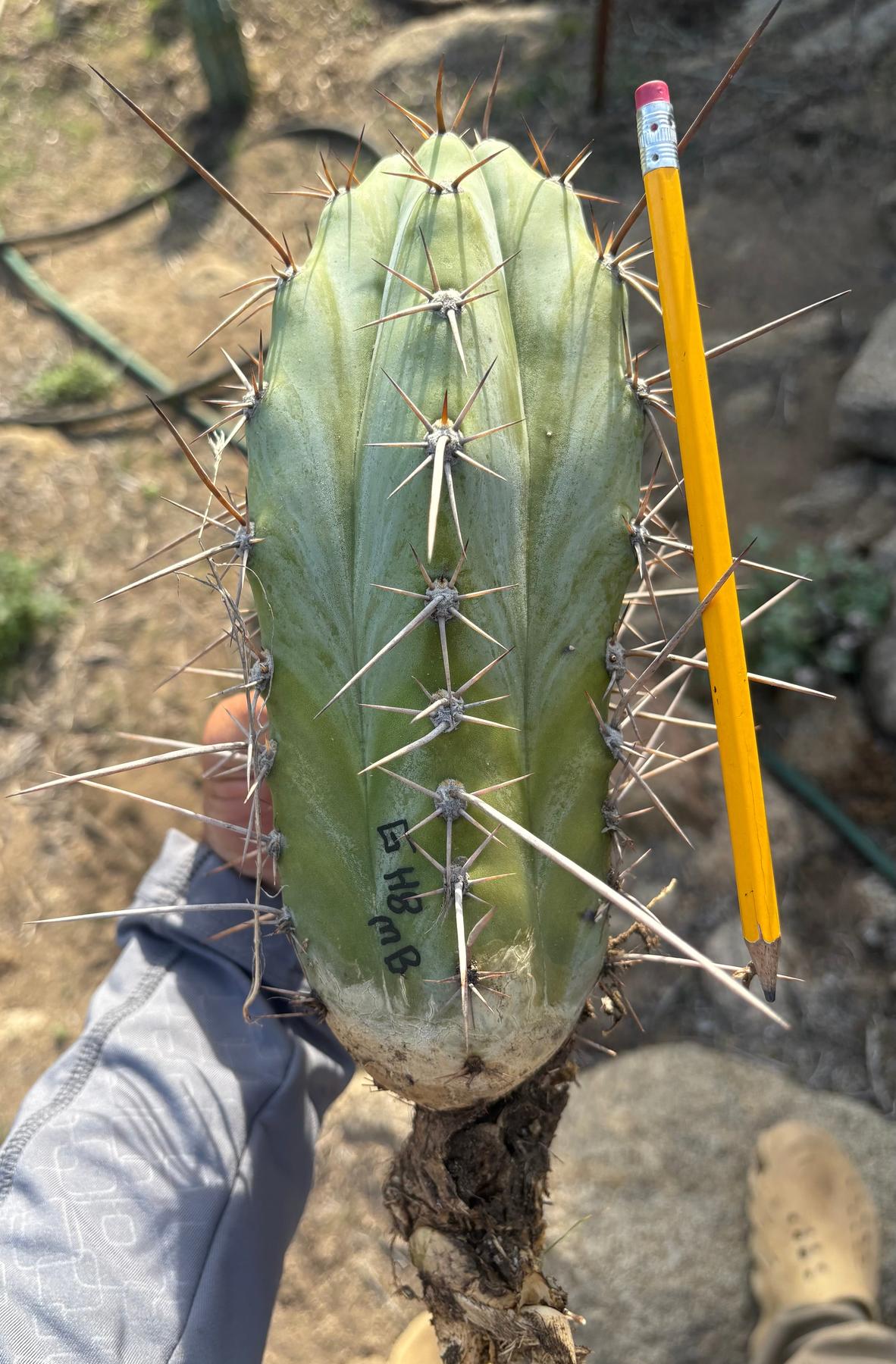 #EC17 EXACT Trichocereus Peruvianus GH8 Landrace 10”-Cactus - Large - Exact-The Succulent Source