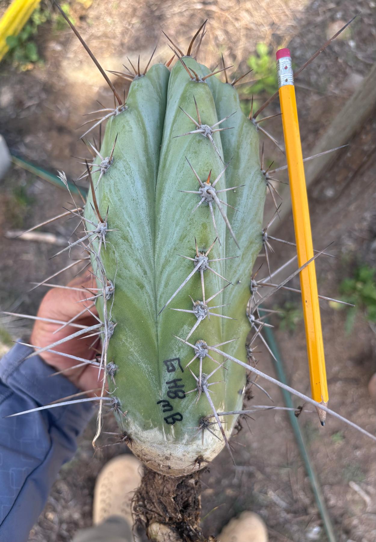 #EC17 EXACT Trichocereus Peruvianus GH8 Landrace 10”-Cactus - Large - Exact-The Succulent Source