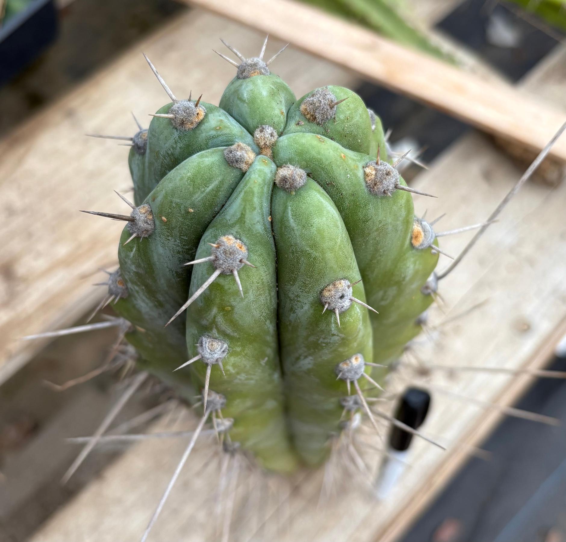 #EC17 EXACT Trichocereus Peruvianus GH8 Landrace 12.5”-Cactus - Large - Exact-The Succulent Source