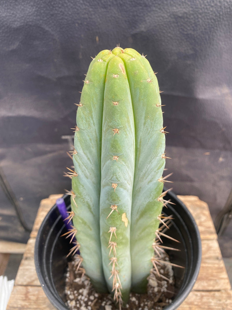 #EC171 EXACT Trichocereus Peruvianus OMS Ornamental Cactus 11.5"