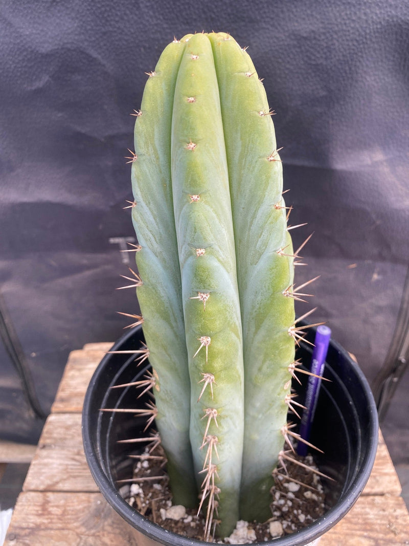 #EC171 EXACT Trichocereus Peruvianus OMS Ornamental Cactus 11.5"