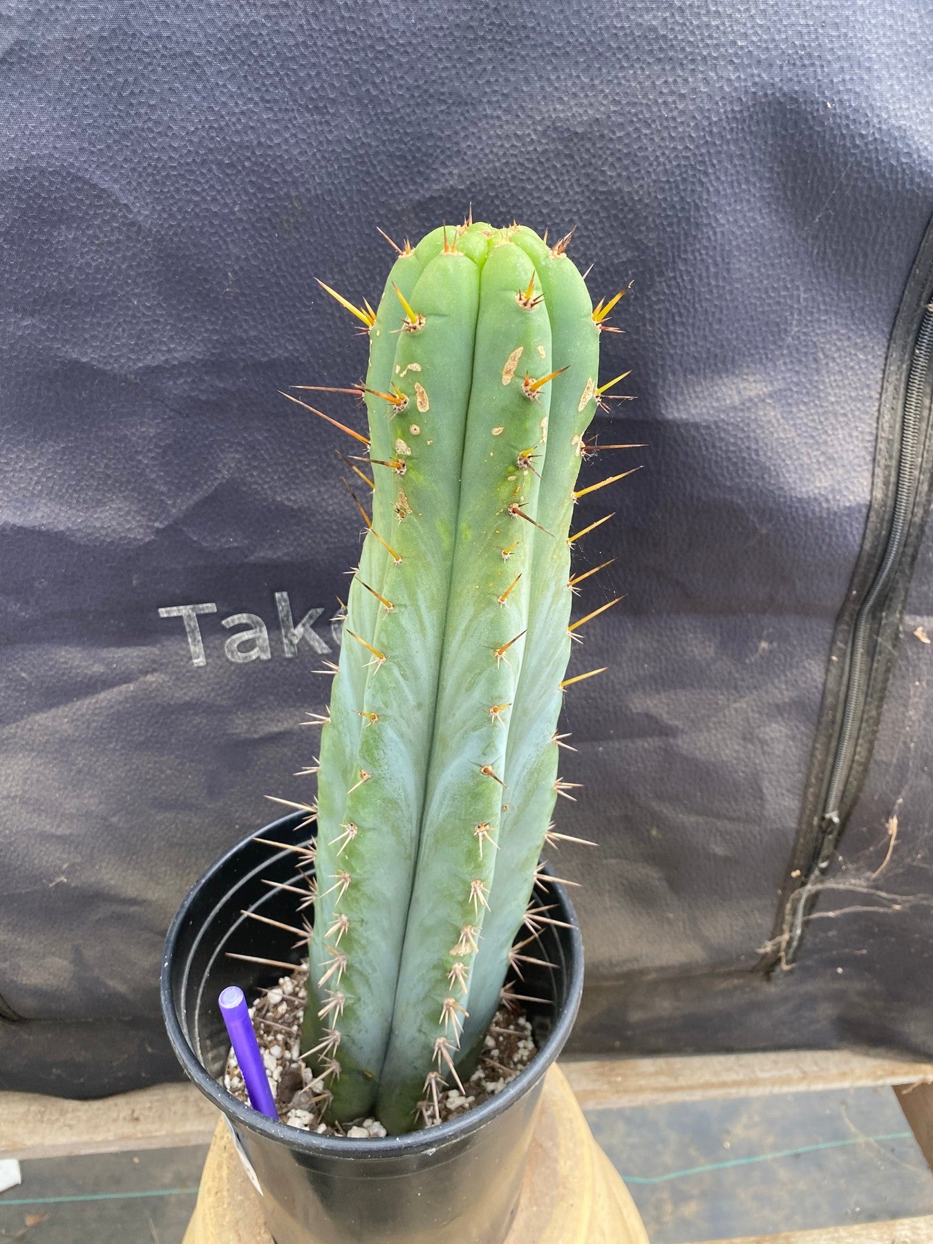 #EC171 EXACT Trichocereus Peruvianus OMS Ornamental Cactus 14”-Cactus - Large - Exact-The Succulent Source