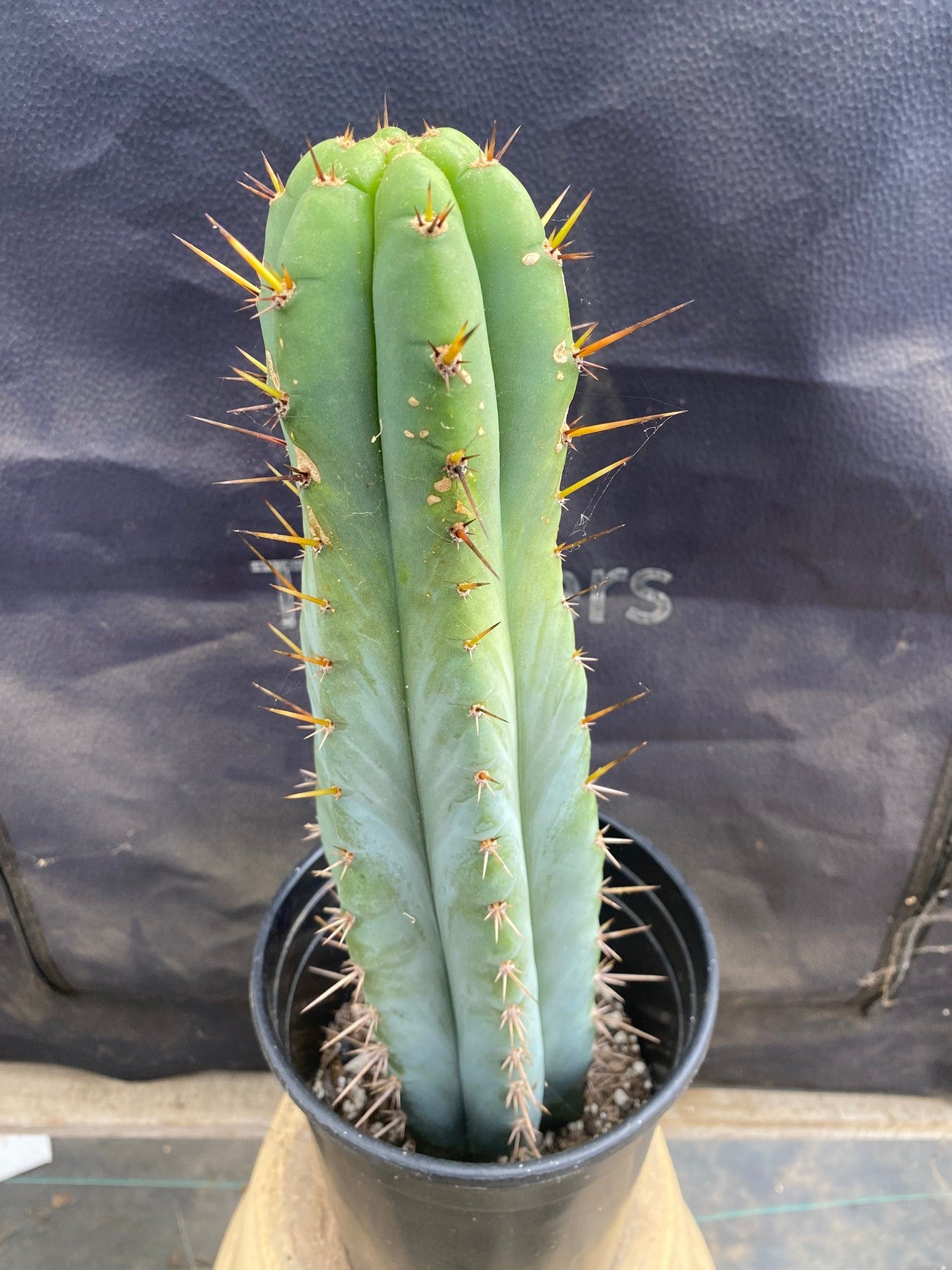 #EC171 EXACT Trichocereus Peruvianus OMS Ornamental Cactus 14”-Cactus - Large - Exact-The Succulent Source