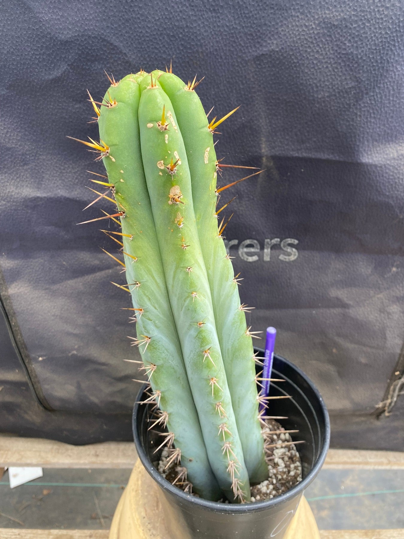 #EC171 EXACT Trichocereus Peruvianus OMS Ornamental Cactus 14”-Cactus - Large - Exact-The Succulent Source