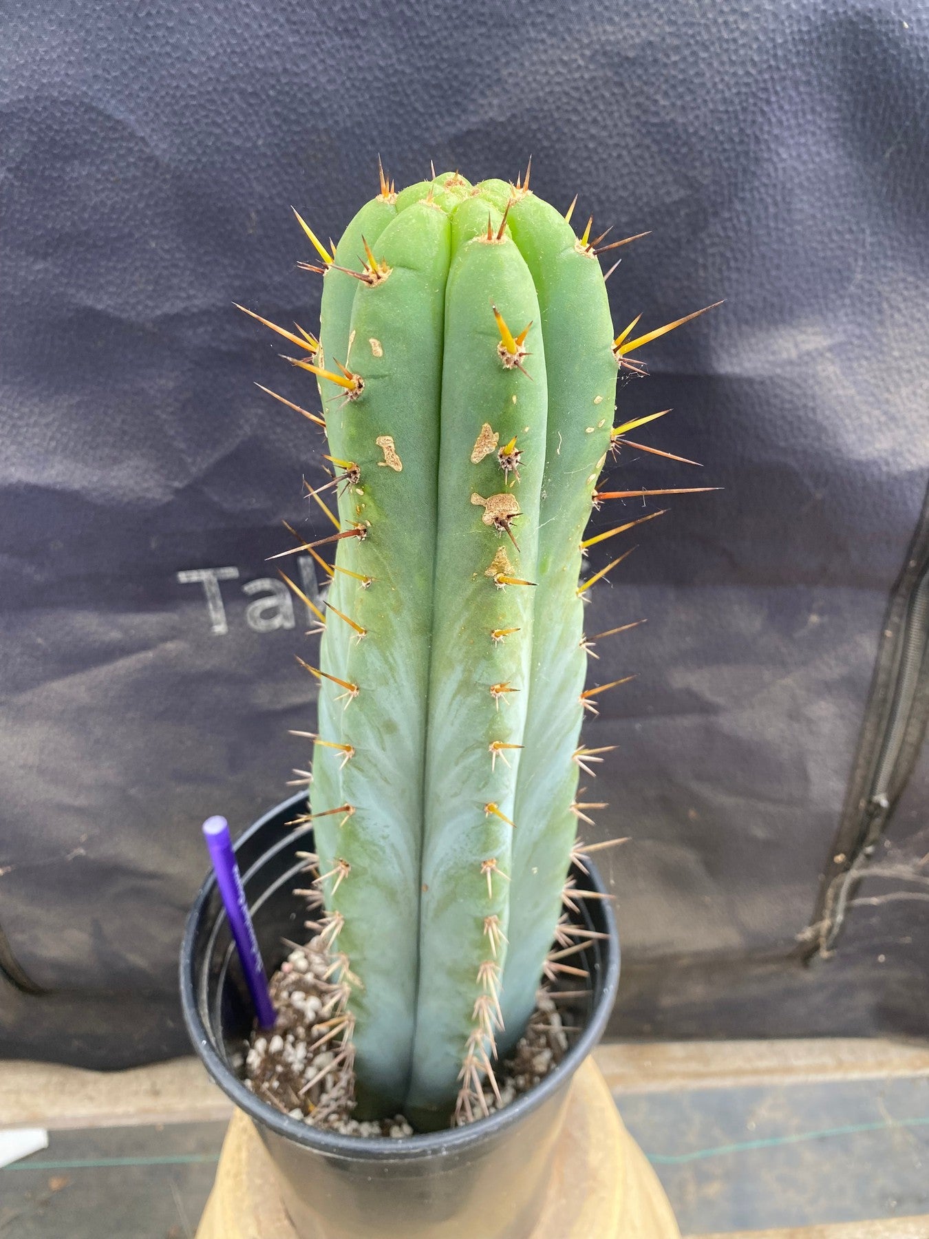 #EC171 EXACT Trichocereus Peruvianus OMS Ornamental Cactus 14”-Cactus - Large - Exact-The Succulent Source