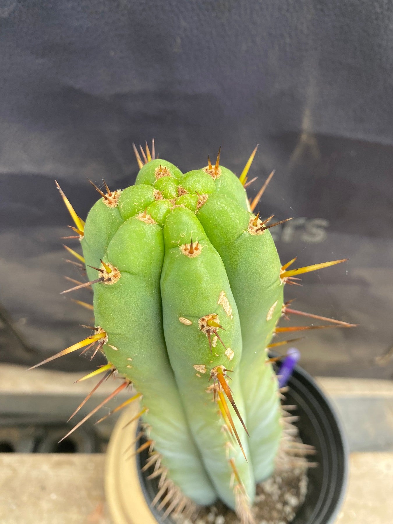 #EC171 EXACT Trichocereus Peruvianus OMS Ornamental Cactus 14”-Cactus - Large - Exact-The Succulent Source