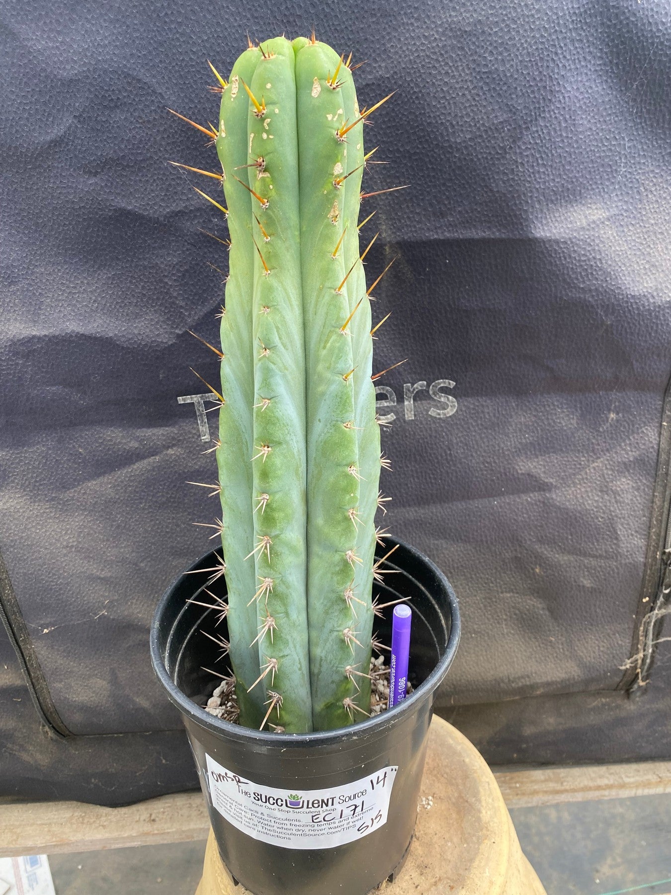 #EC171 EXACT Trichocereus Peruvianus OMS Ornamental Cactus 14”-Cactus - Large - Exact-The Succulent Source