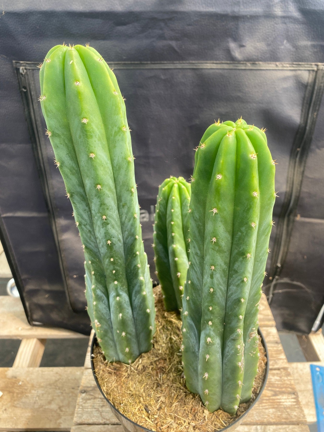 #EC172 EXACT Trichocereus Pachanoi PC San Pedro Cactus Specimen 13,12,8-Cactus - Large - Exact-The Succulent Source